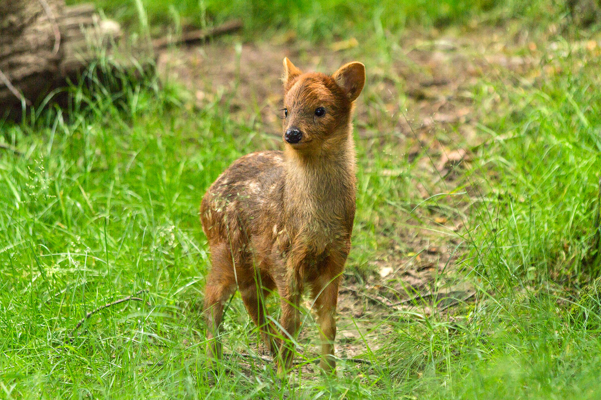 Southern Pudu