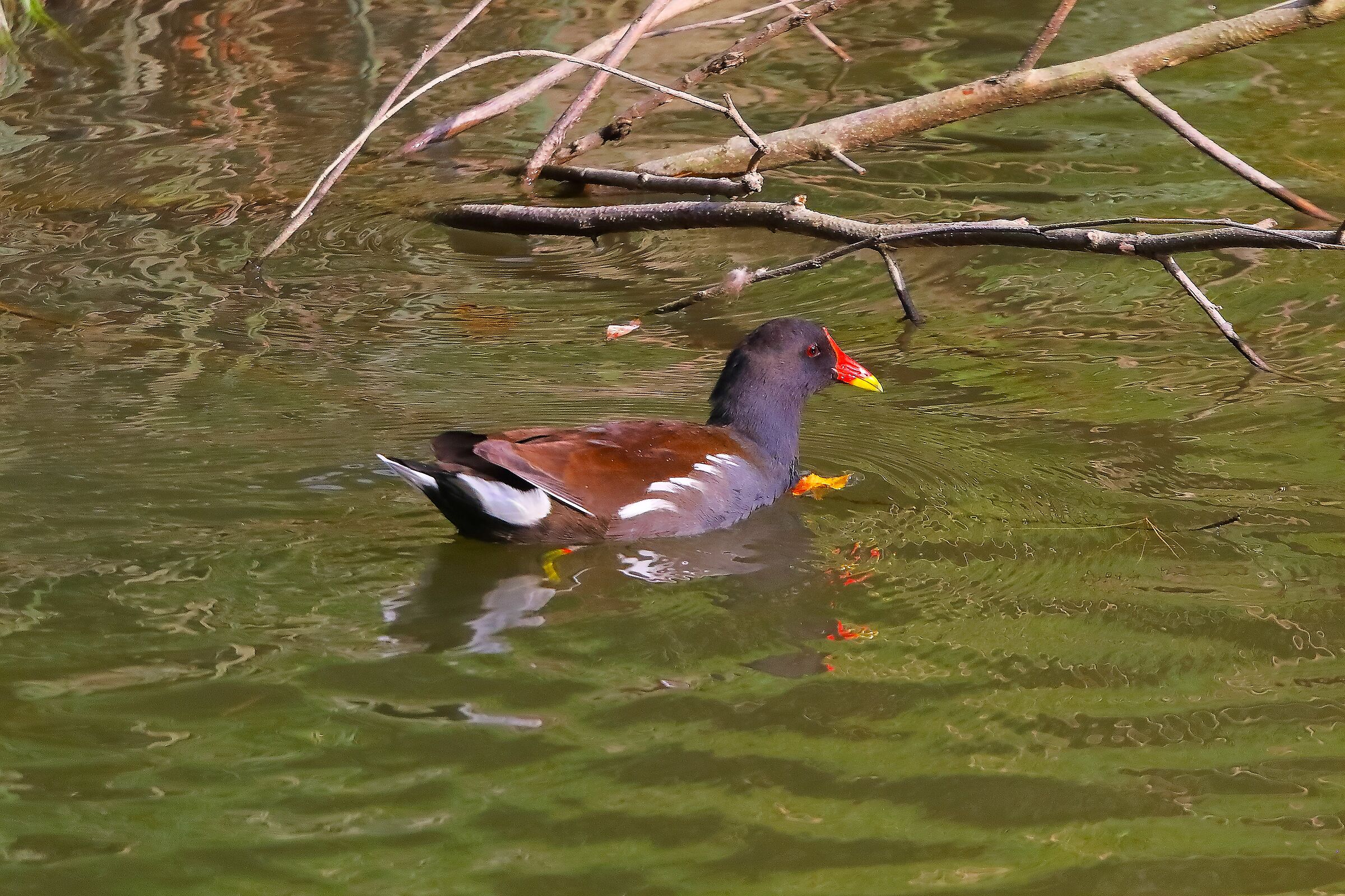 Gallinella 21 ottobre 2024 - 0024