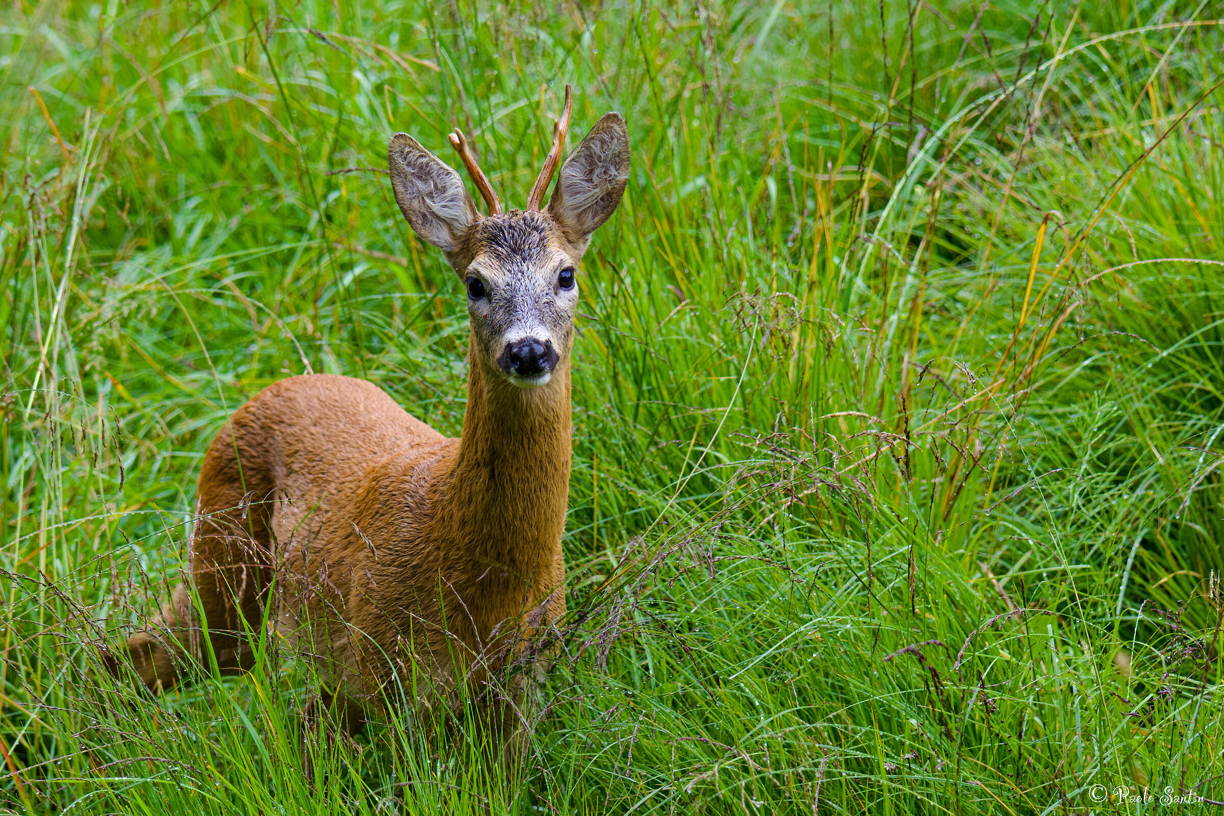 Roe deer in August