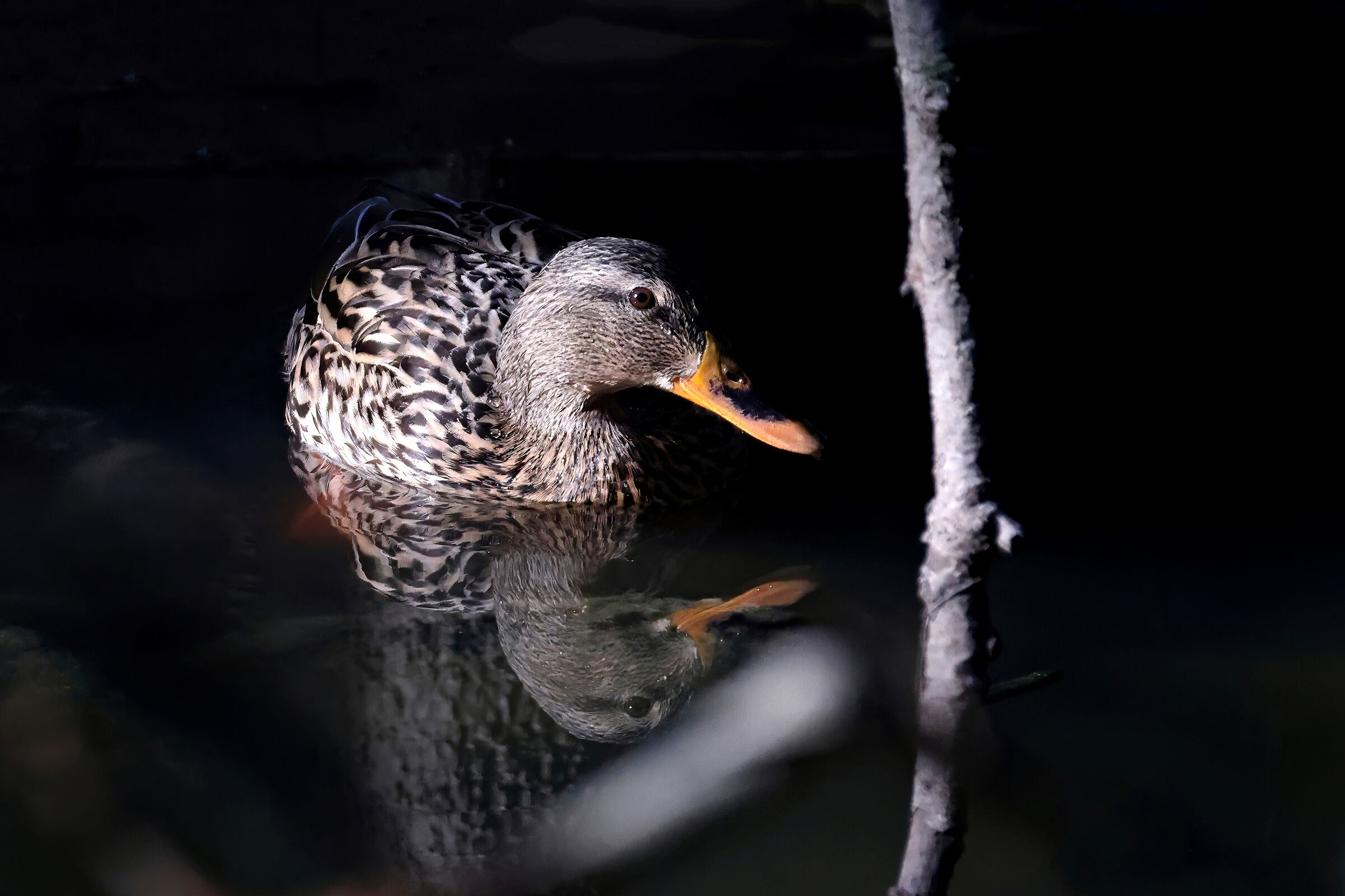 Female Mallard