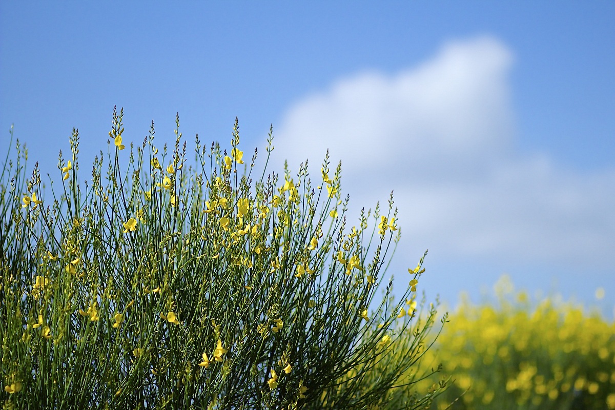 The colors in the Via Francigena