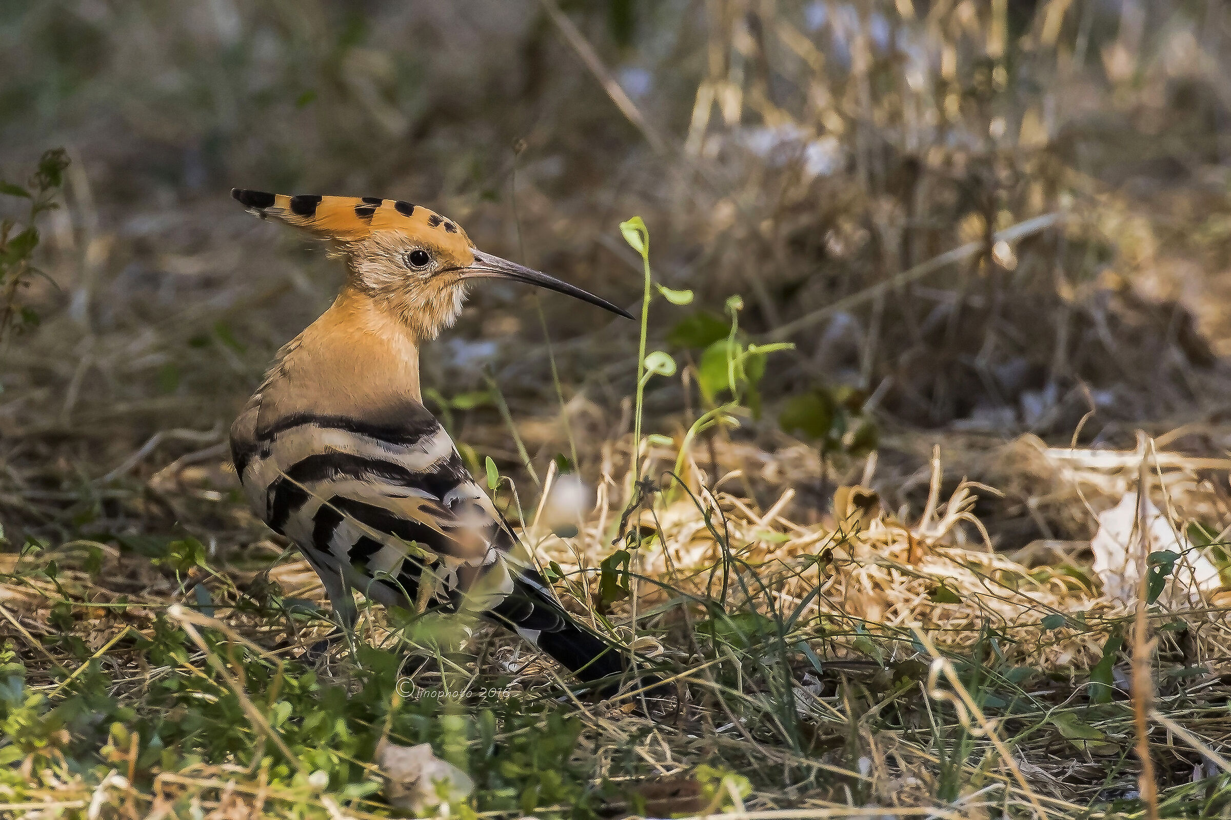 Hoopoe