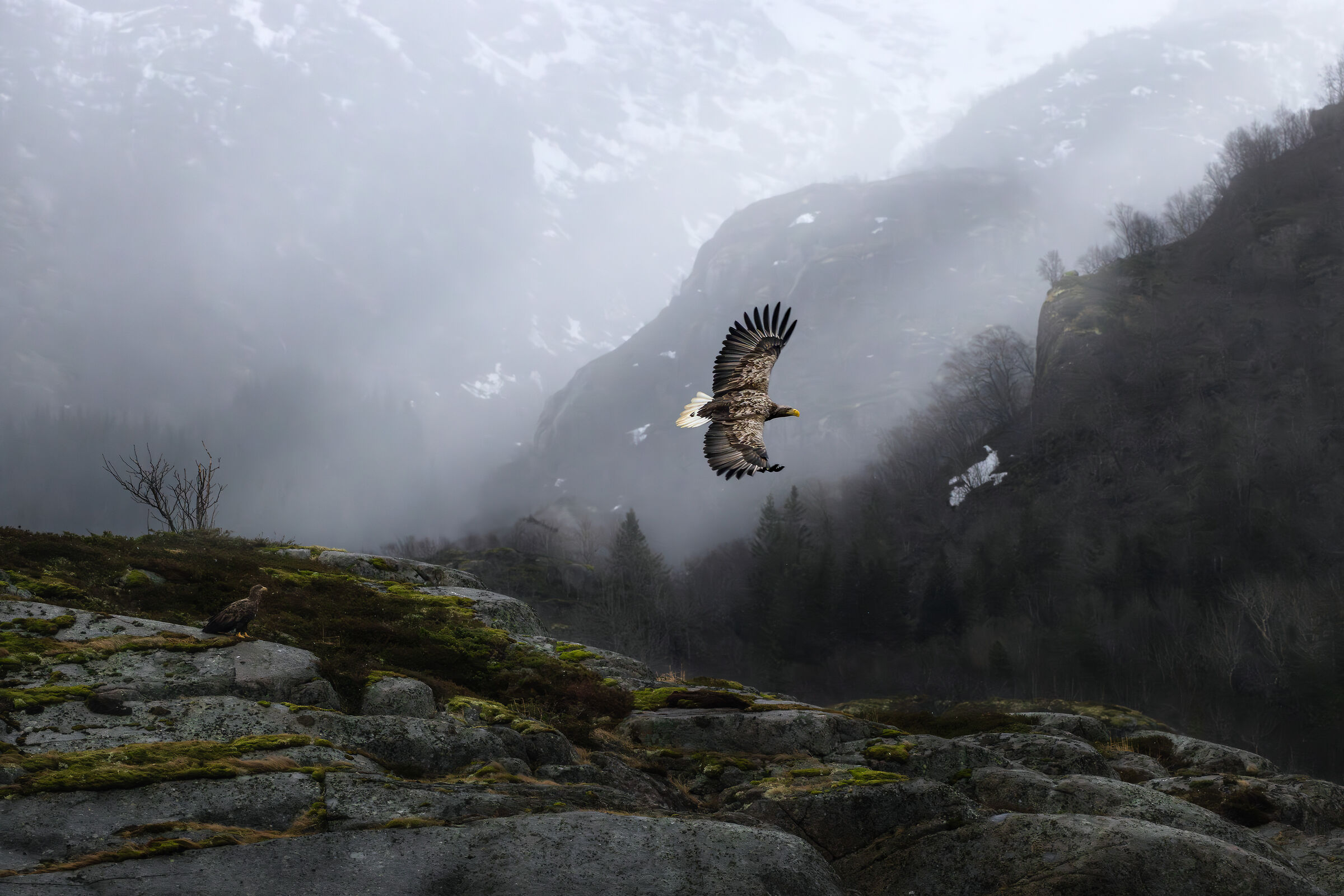 Sea Eagle (Lofoten)