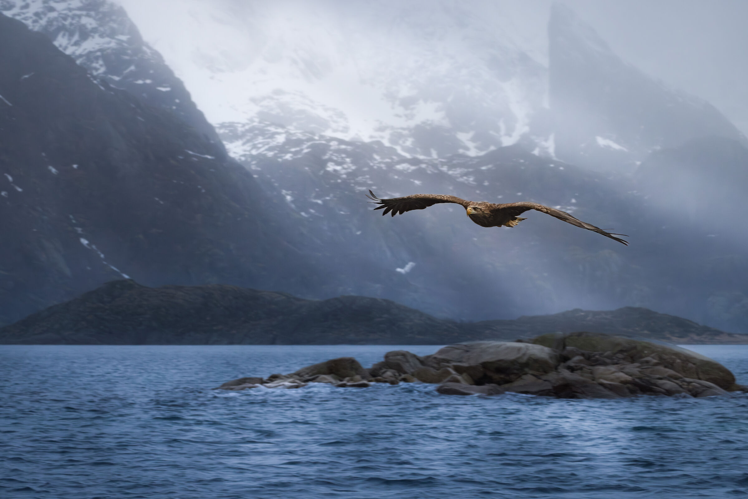 Sea Eagle (Lofoten)