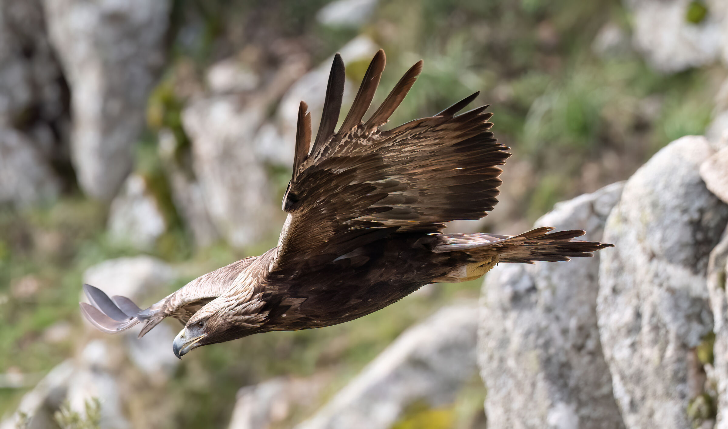 Aquila reale sarda