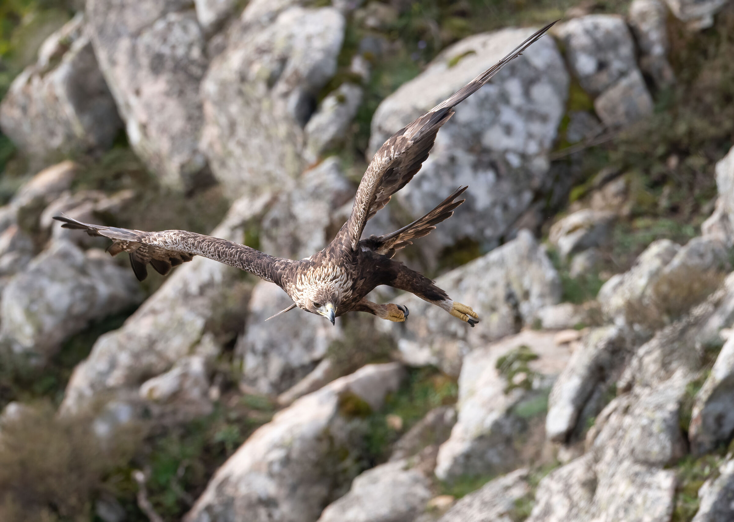 Aquila reale sarda