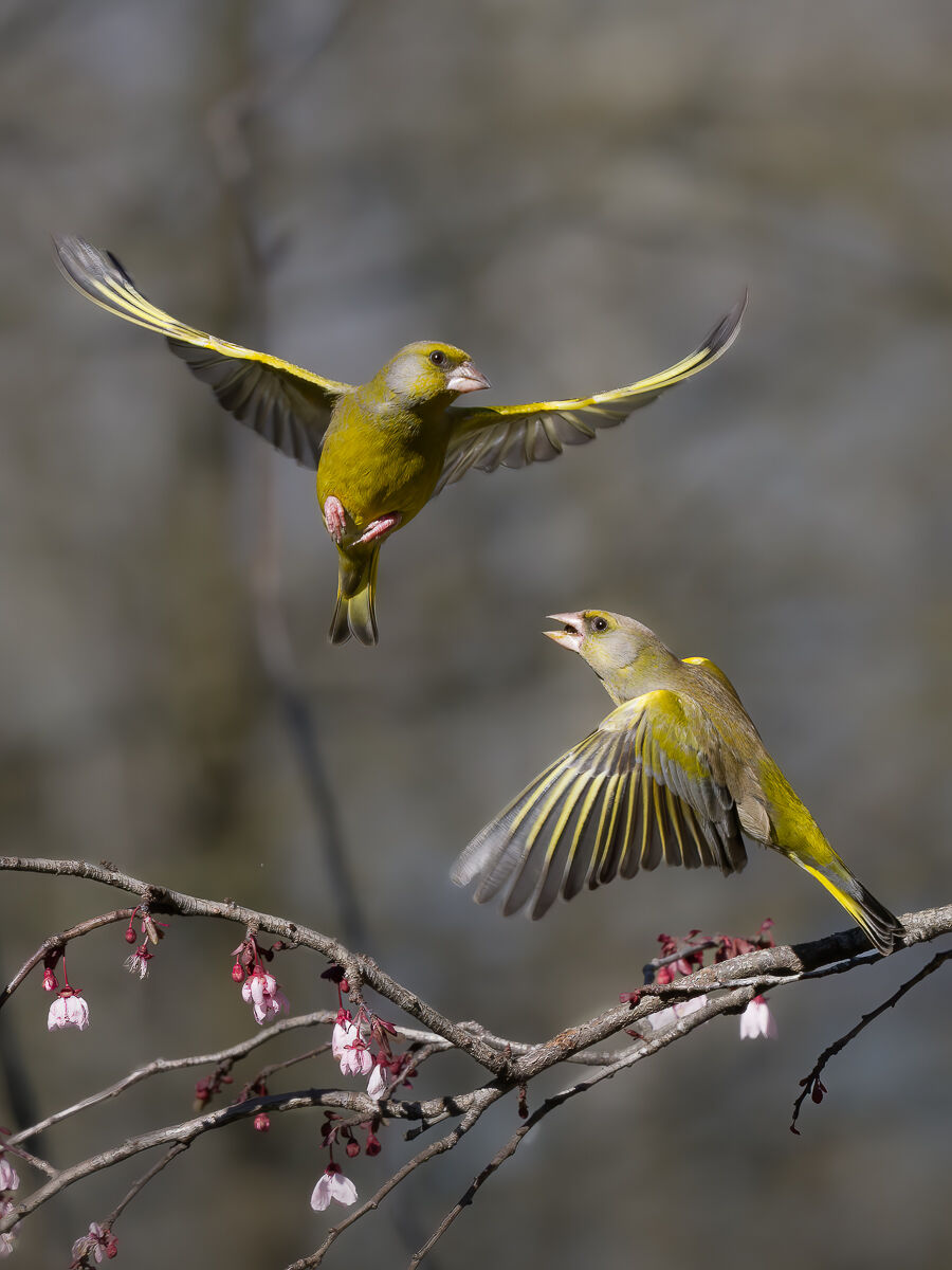 Quarrelsome greenfinches