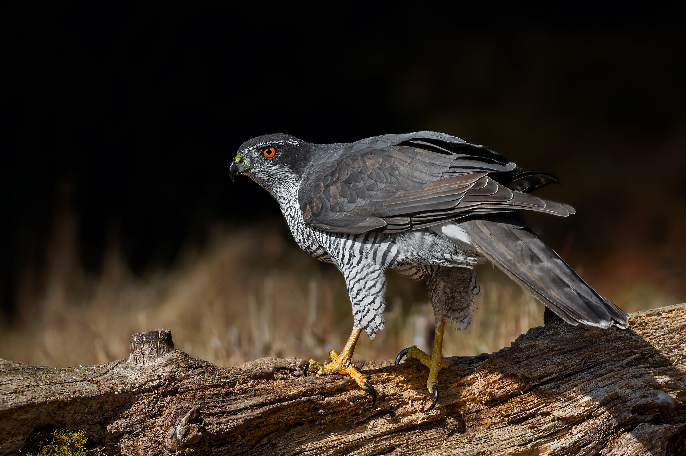 Sguardo rapace