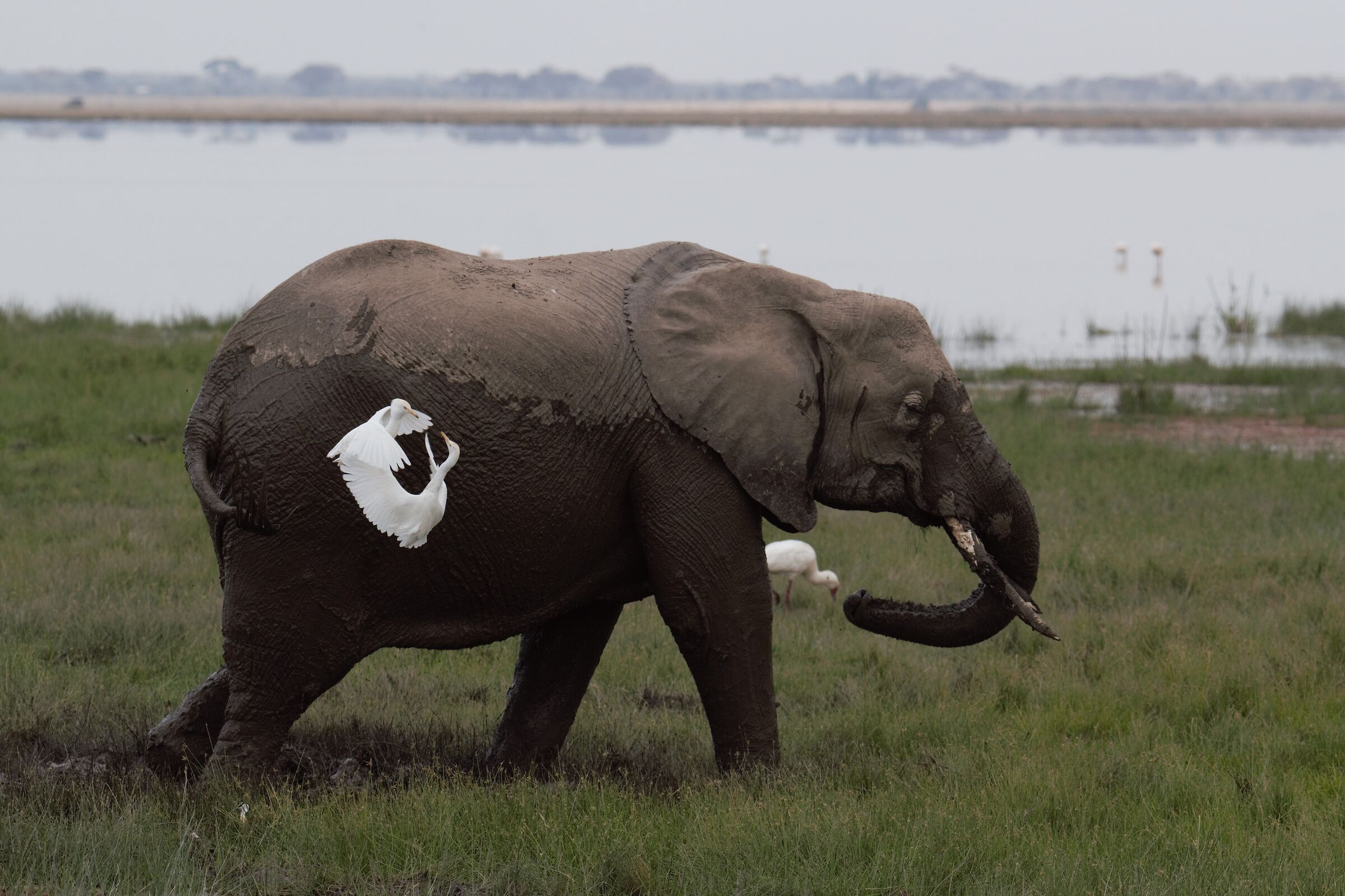 Elefante e guardiabuoi
