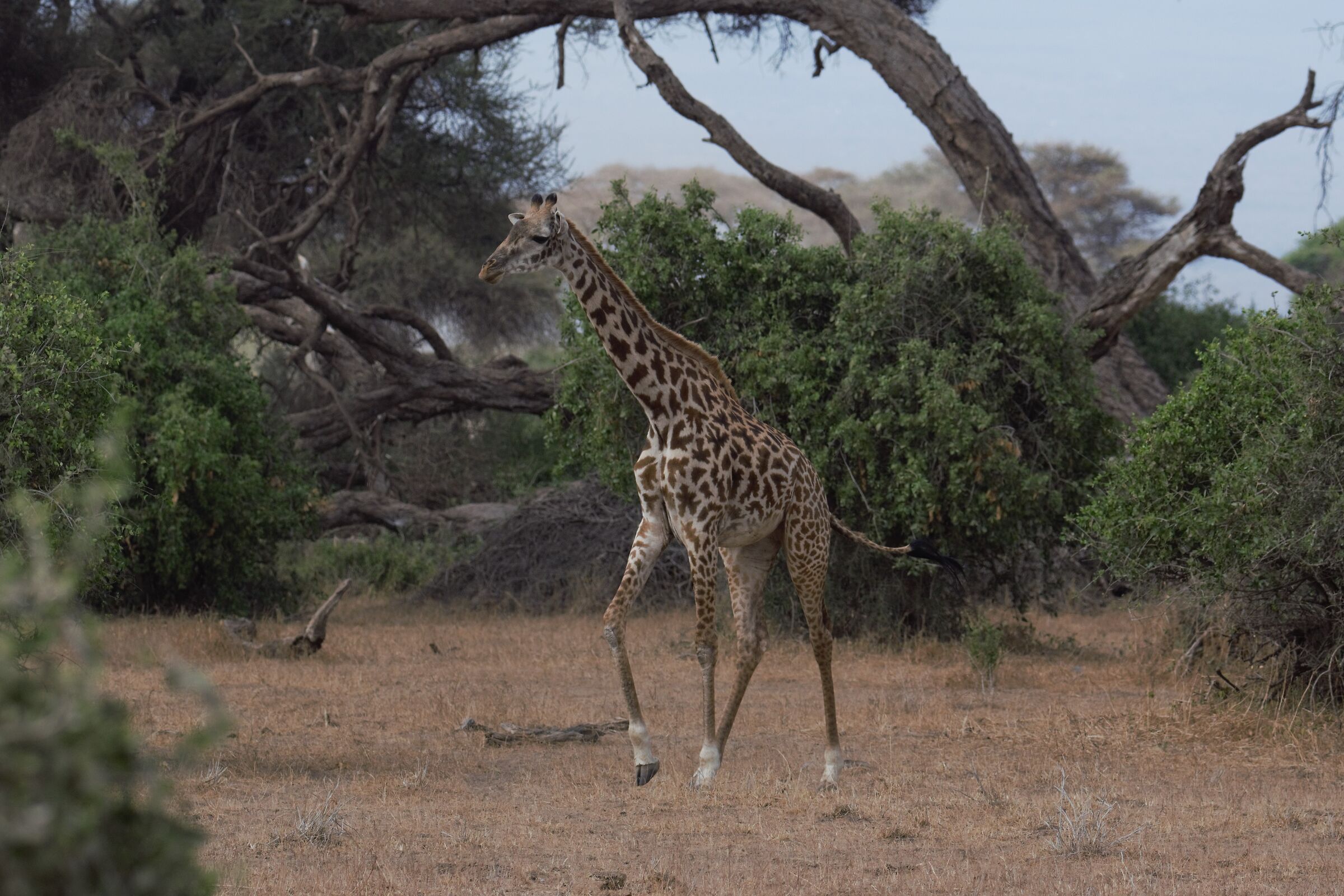 Giraffa amboseli