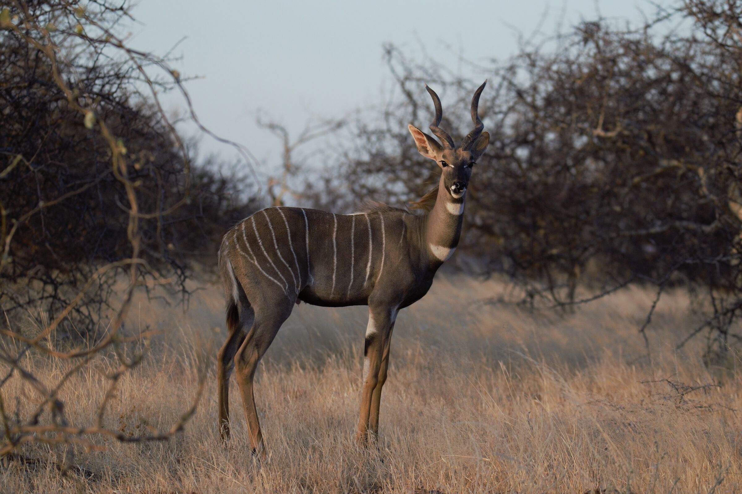 Kudu minore