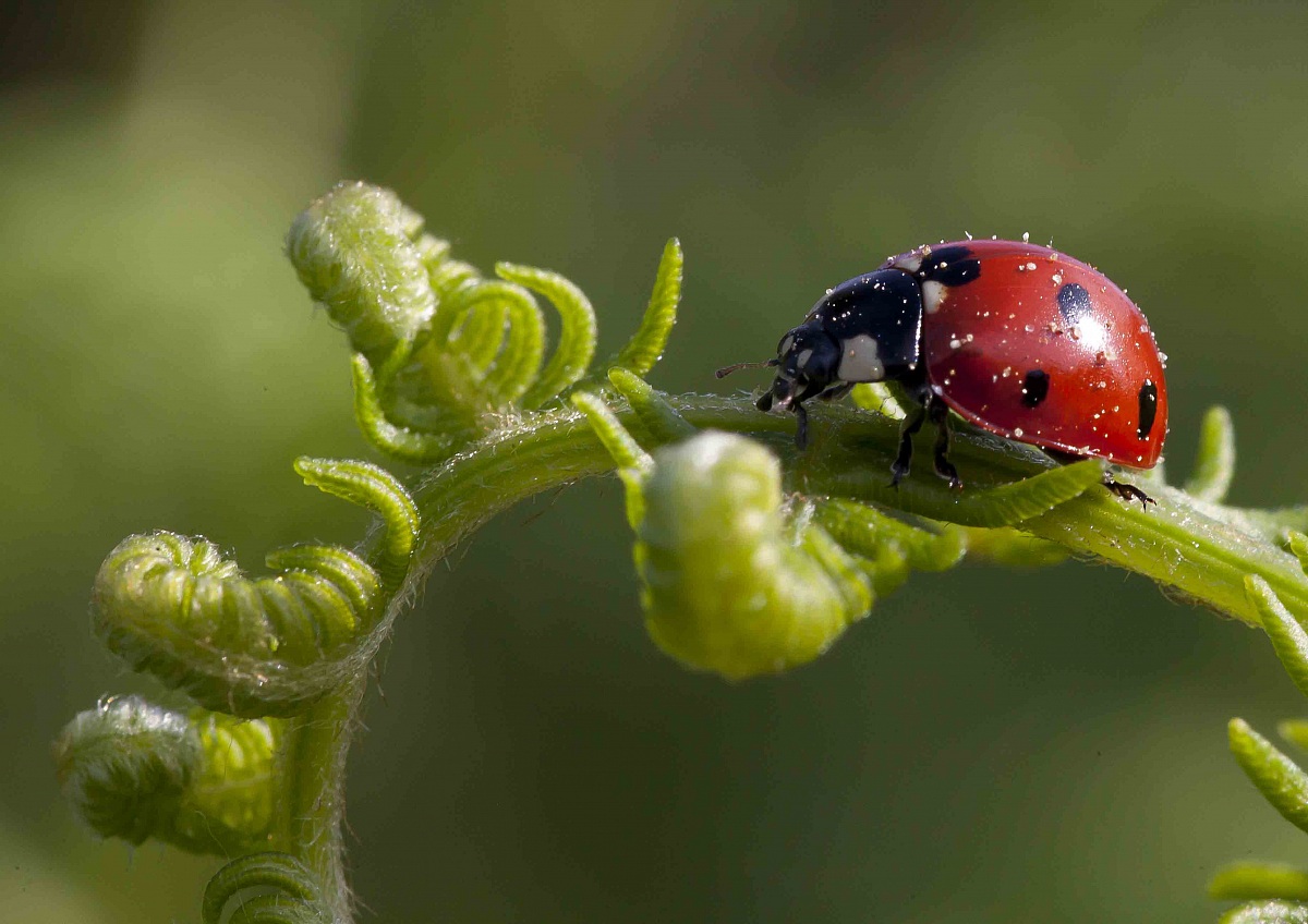 coccinella2
