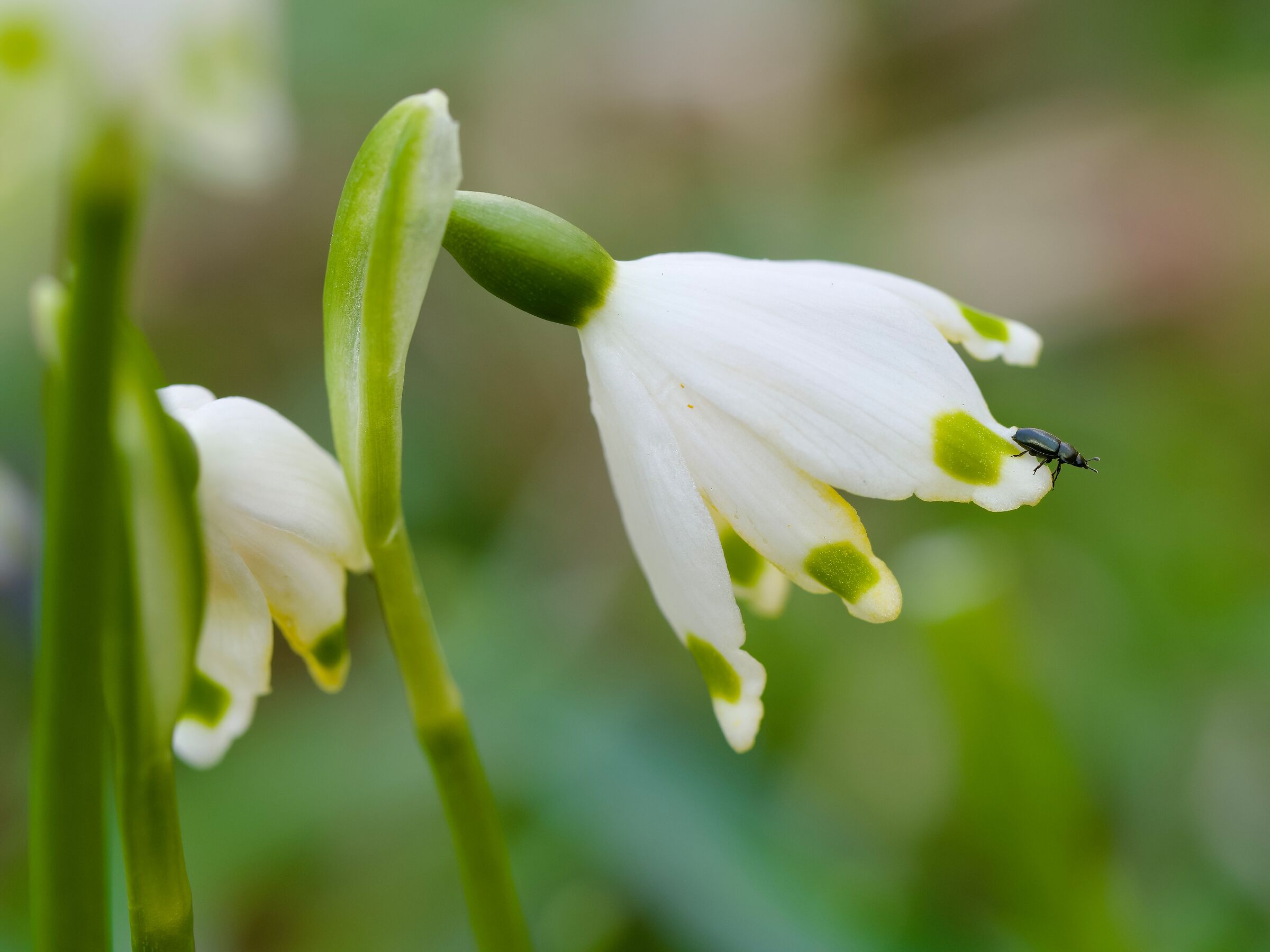 Un coleottero da 2 mm scarsi!