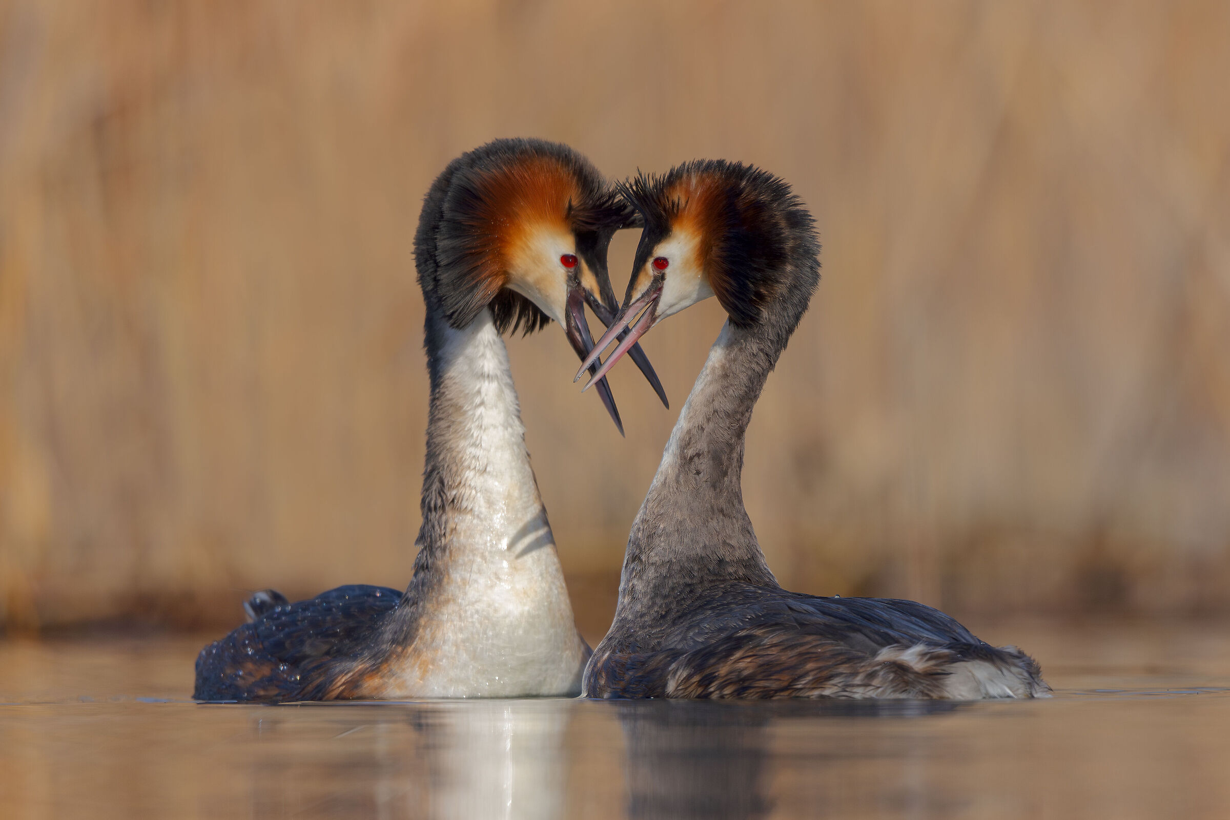 Tenderness between Great Crested Grebes