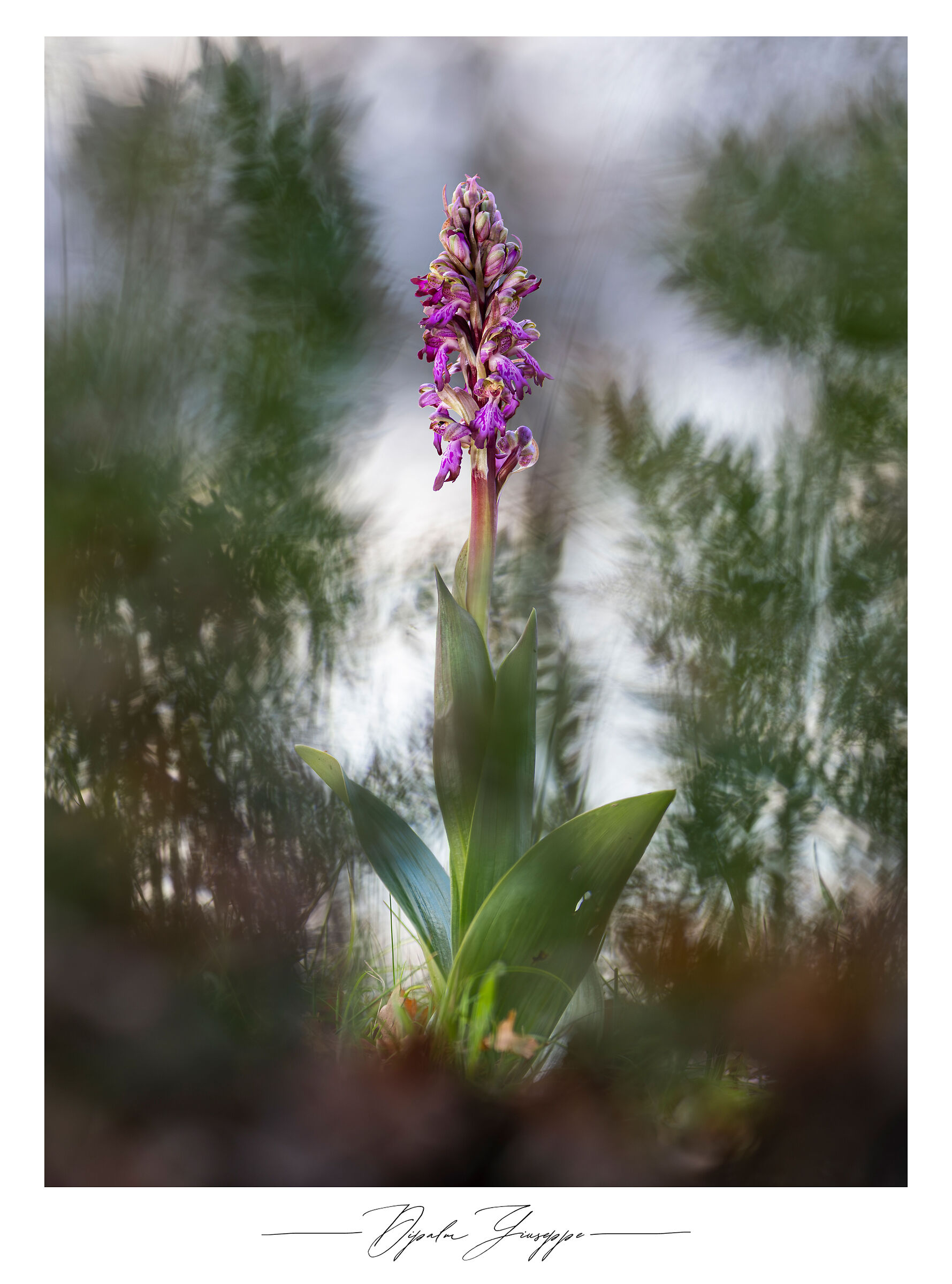 Himantoglossum robertianum 7