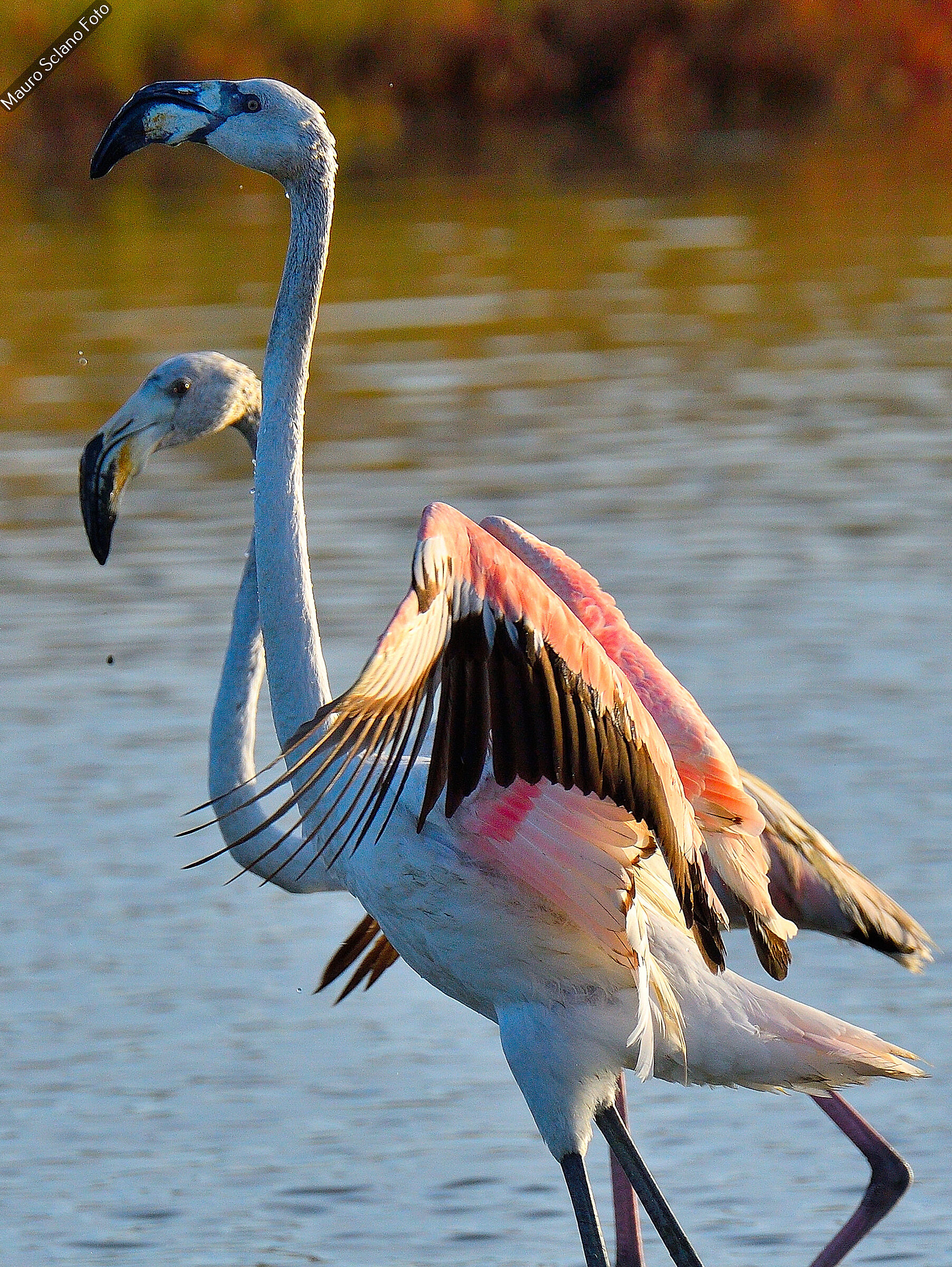 Flamingoes