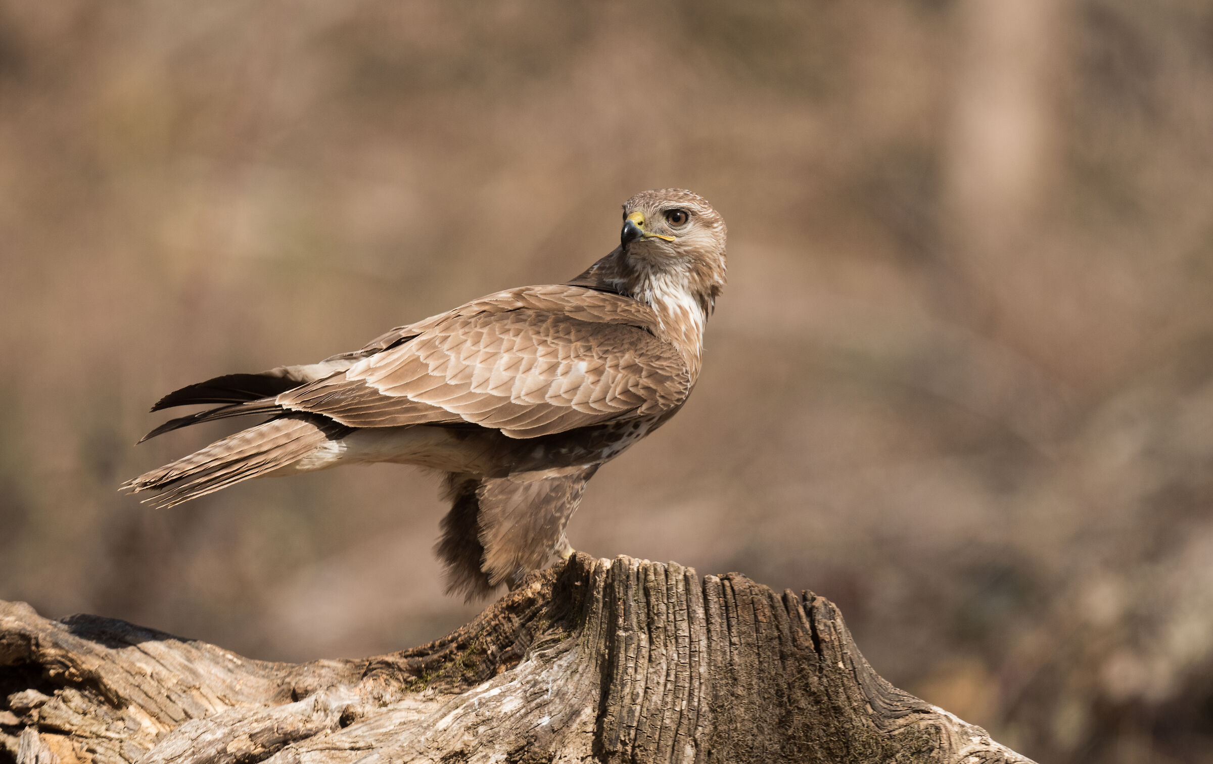 buzzard