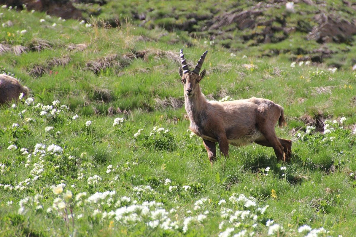 Young ibex