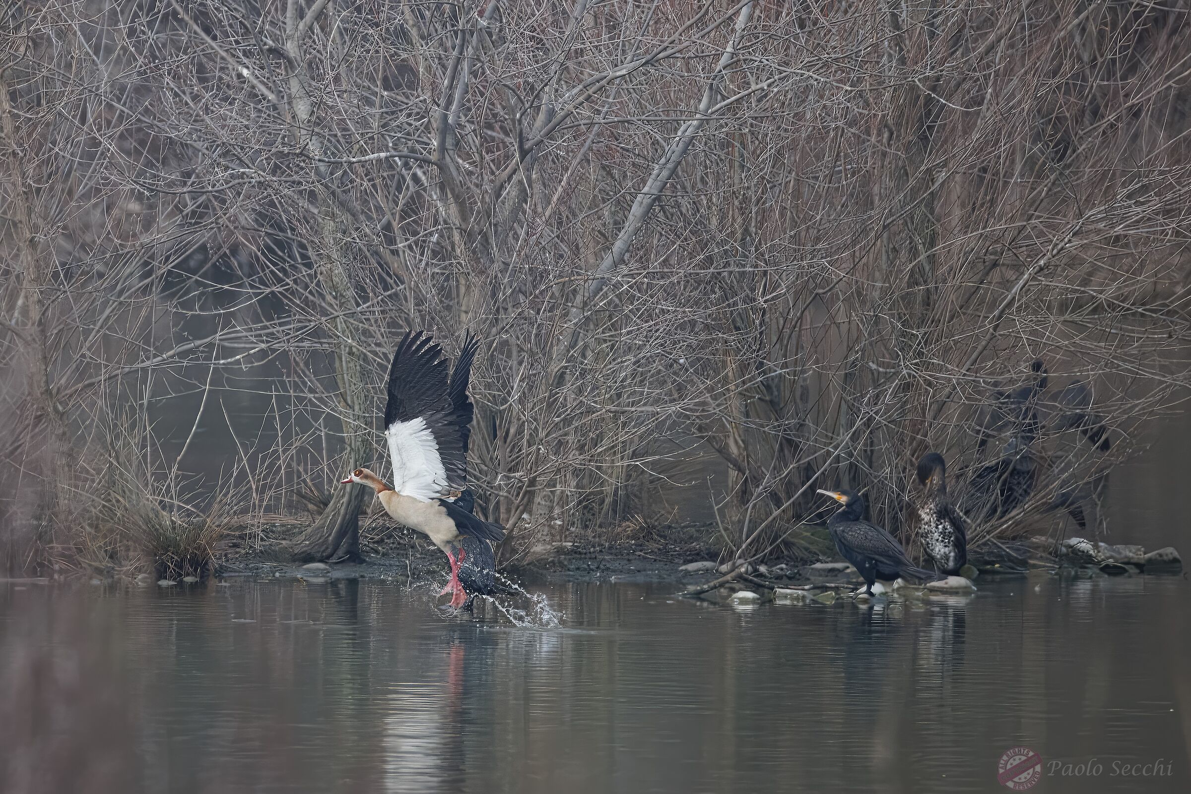 Egyptian goose fledging