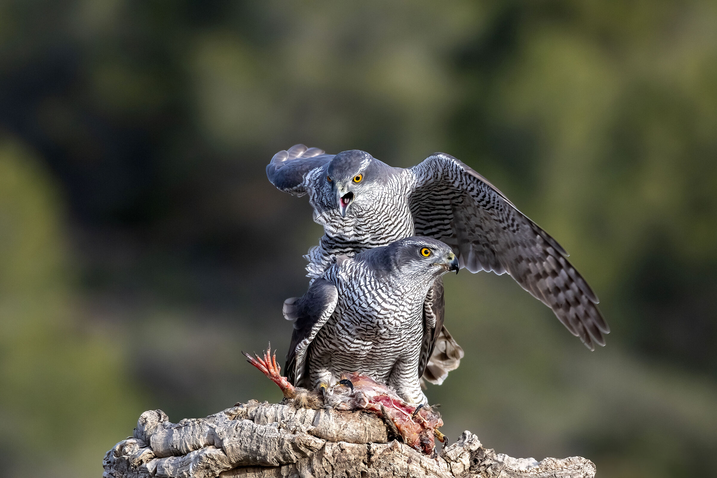 Coupling goshawk