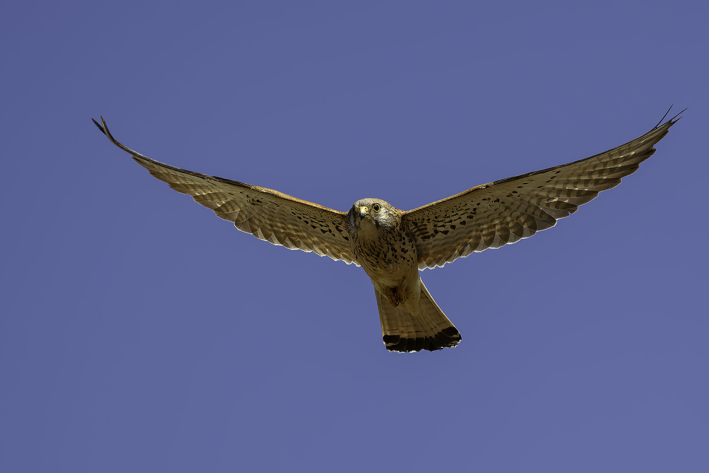 Lesser Kestrel (Naumanni)
