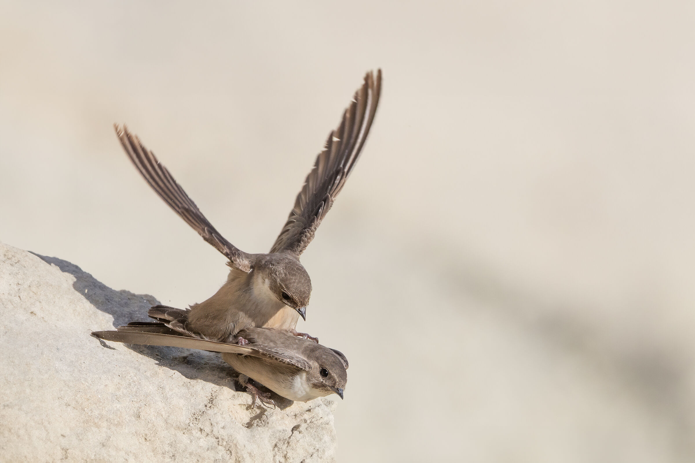 Mountain Swallow