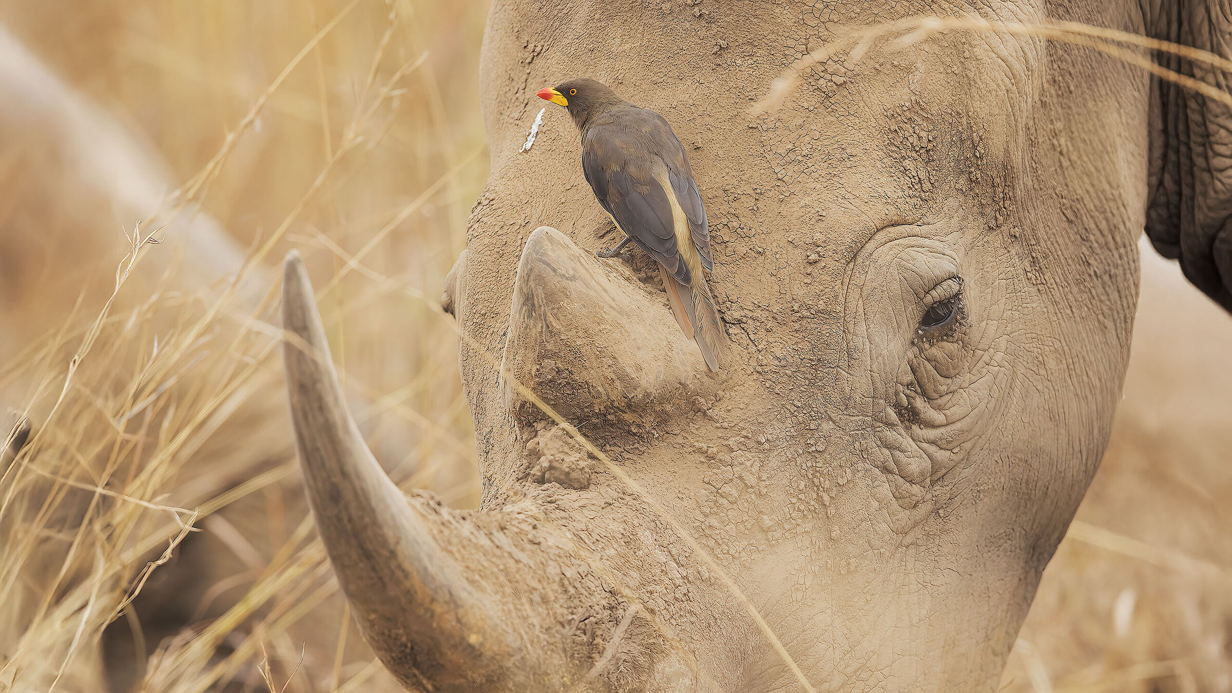 Yellow-billed oxpecker with his rhinoceros