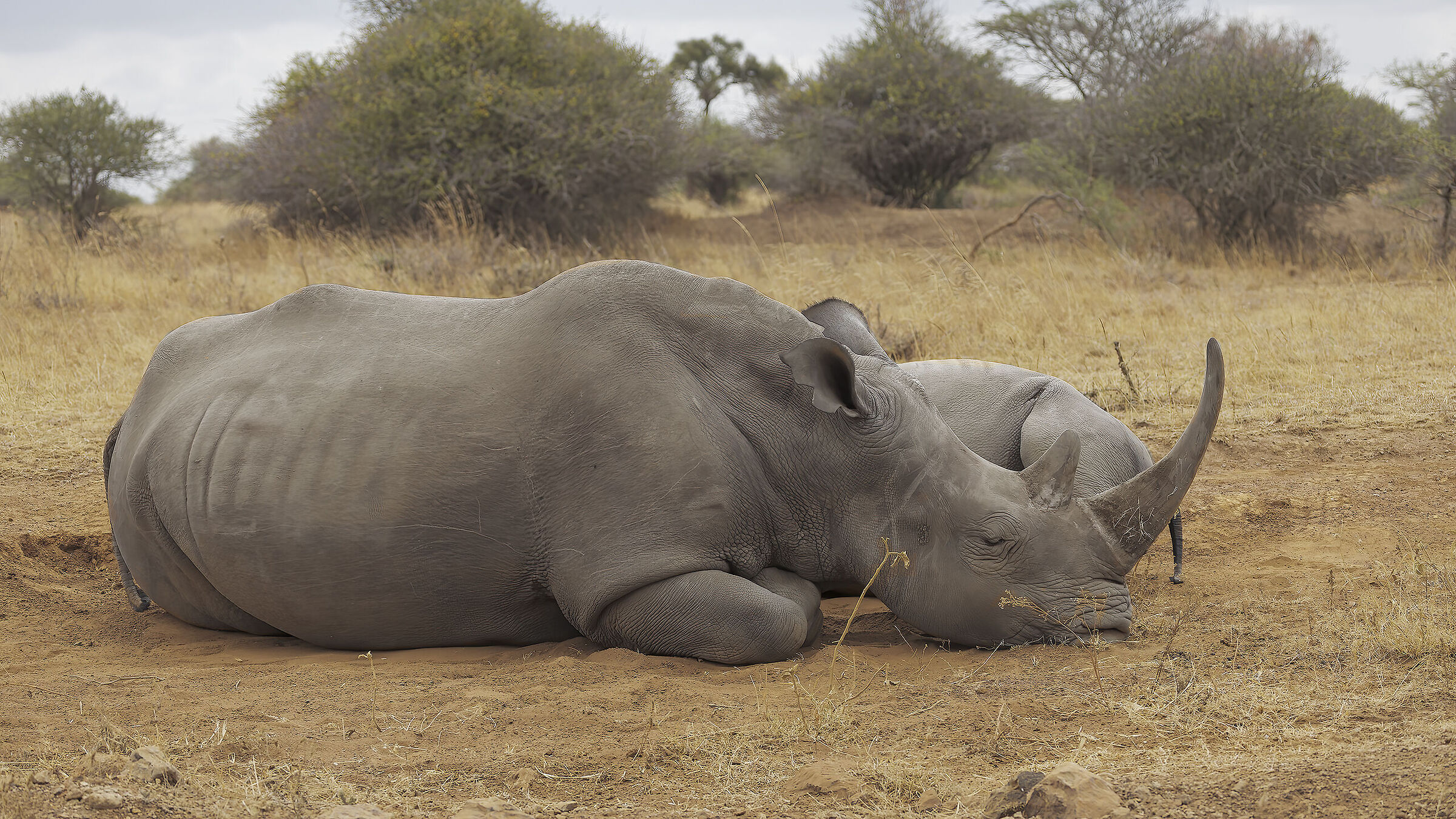 Female rhinoceros with her calf