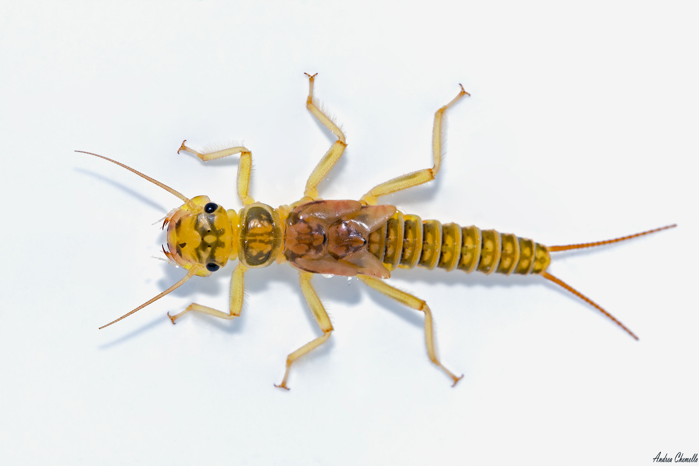 Ninfa di Perlodes microcephalus