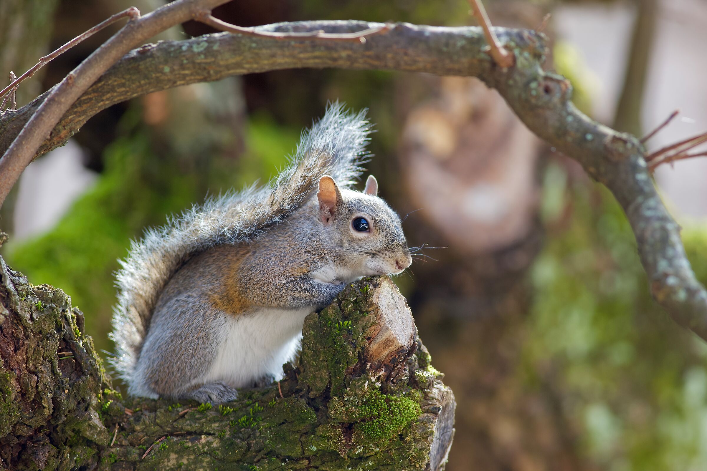 Un visitatore inatteso nel giardino di casa