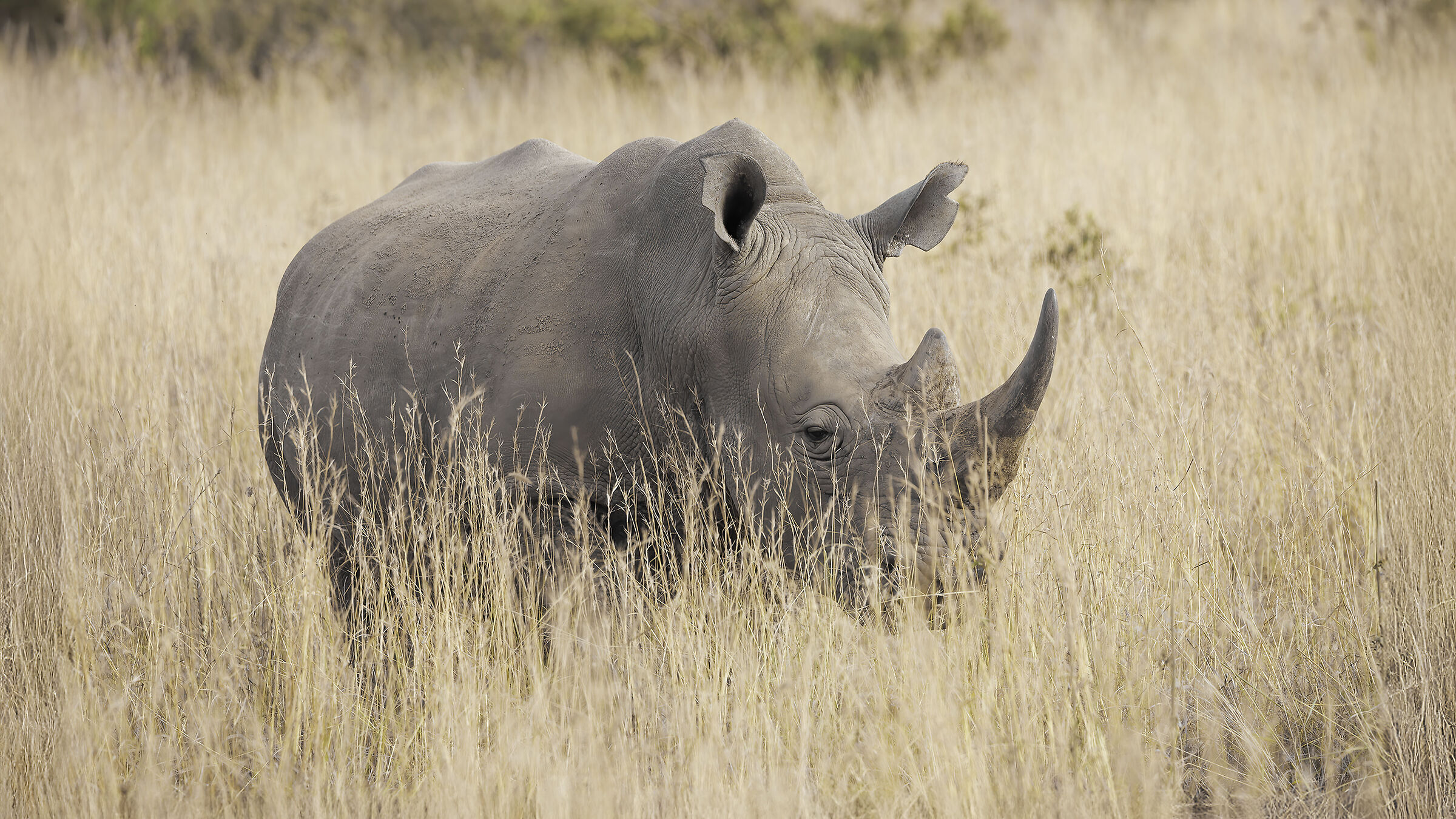 African Rhinocertonte