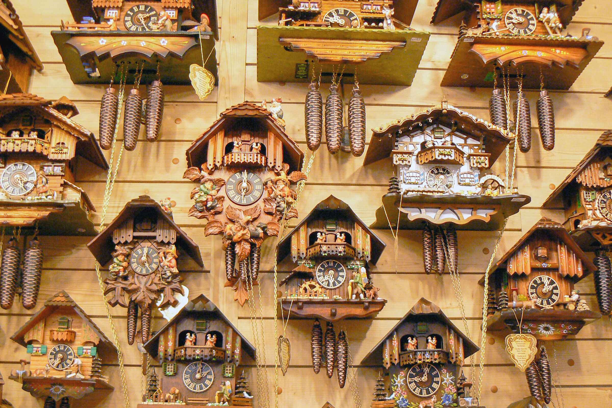 The kingdom of cuckoo