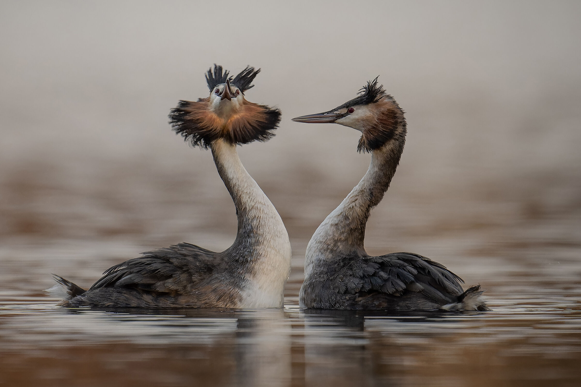 Great crestet grebe - courtship