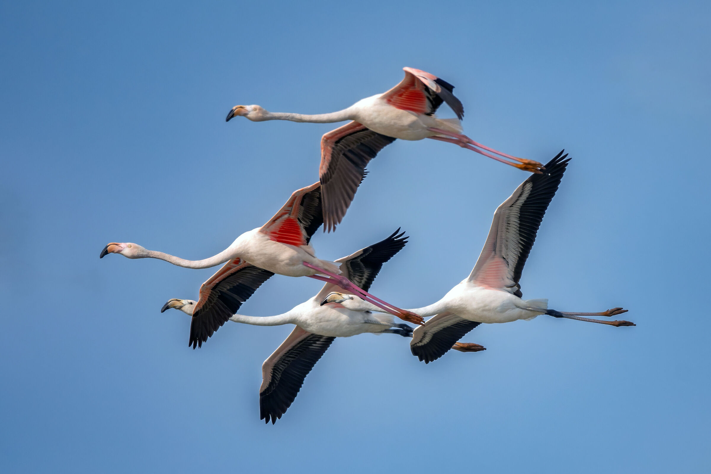 Fenicotteri in volo