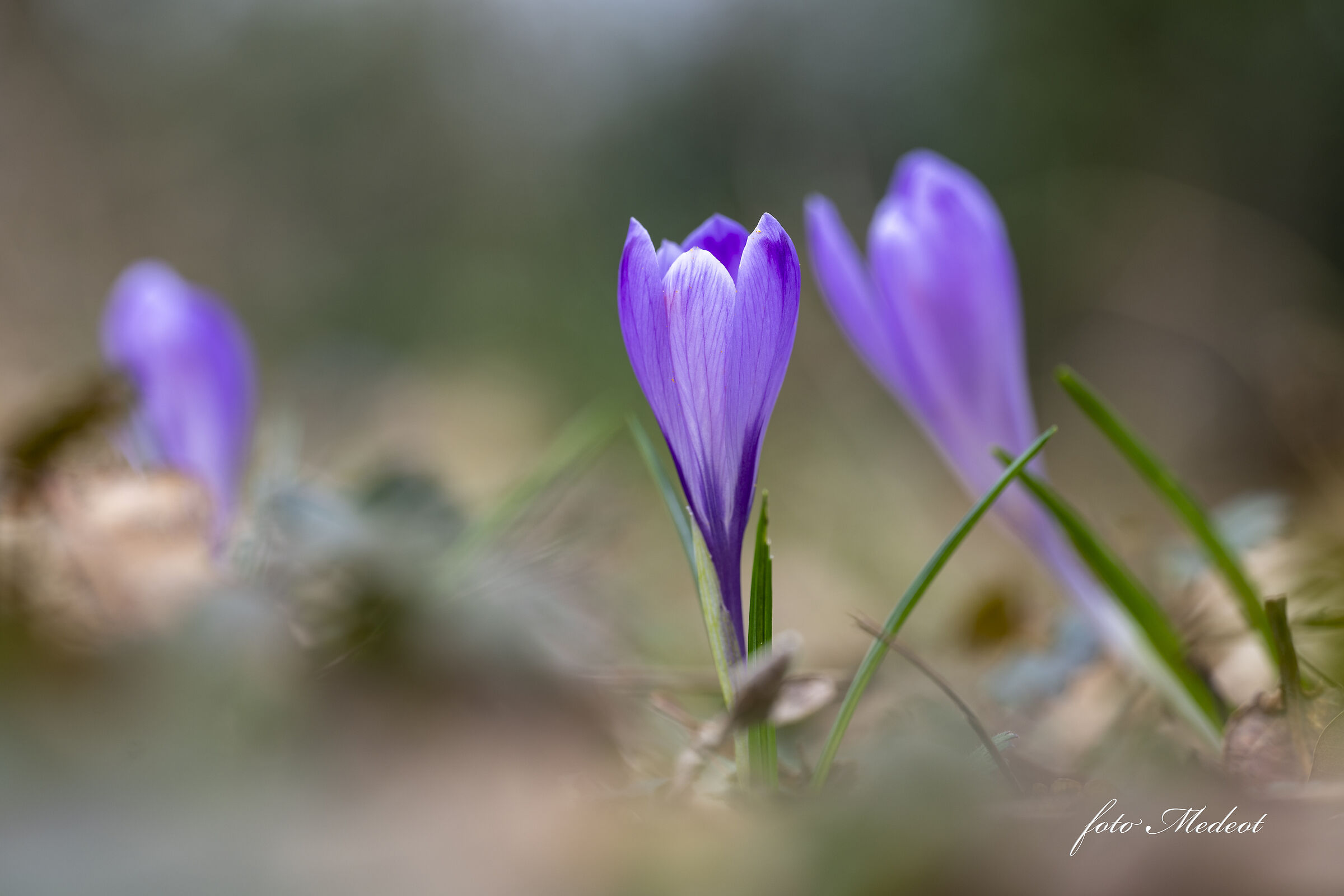 Crocus