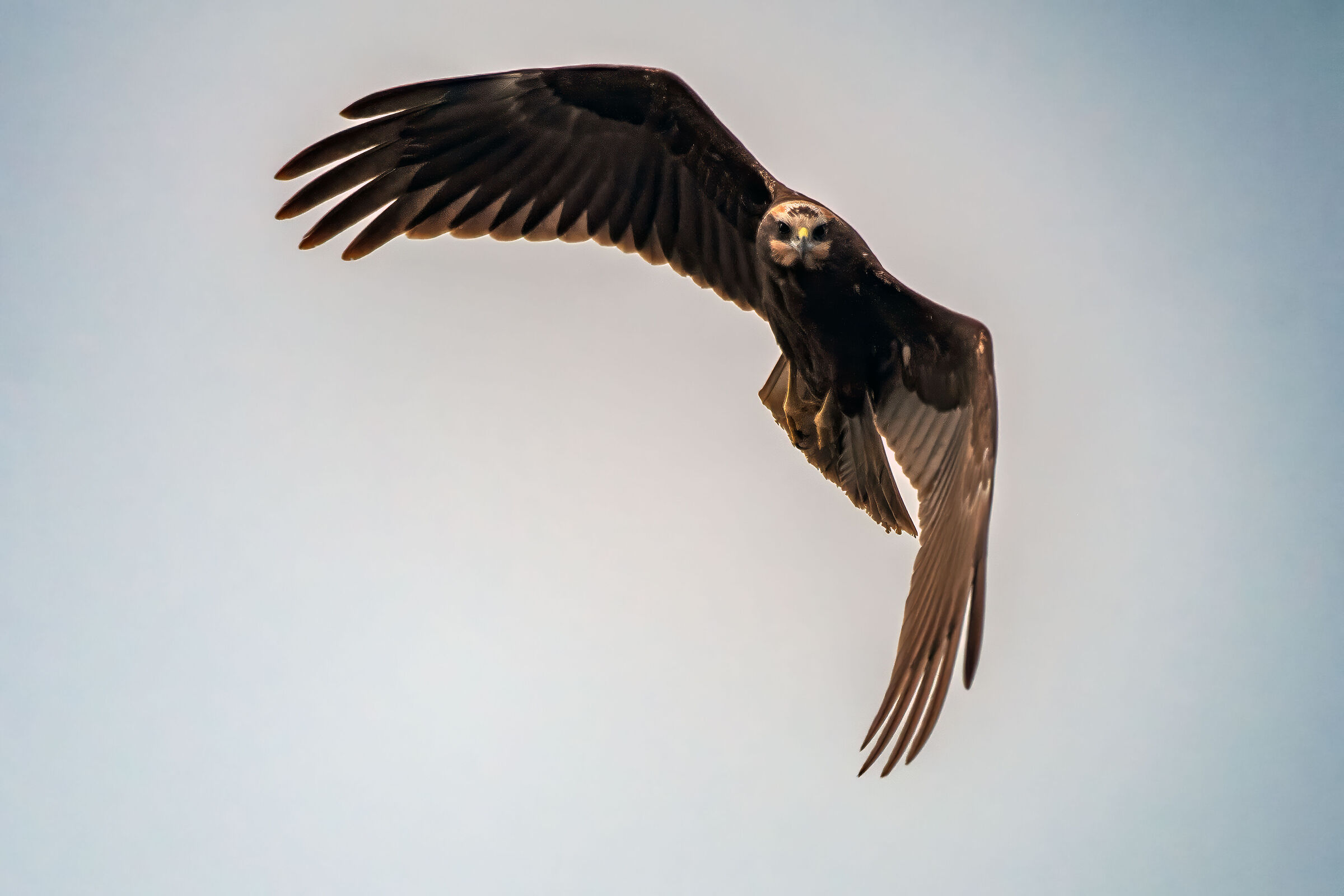 Winter marsh harrier