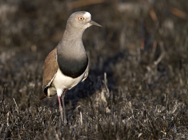 Vanellus melanopterus
