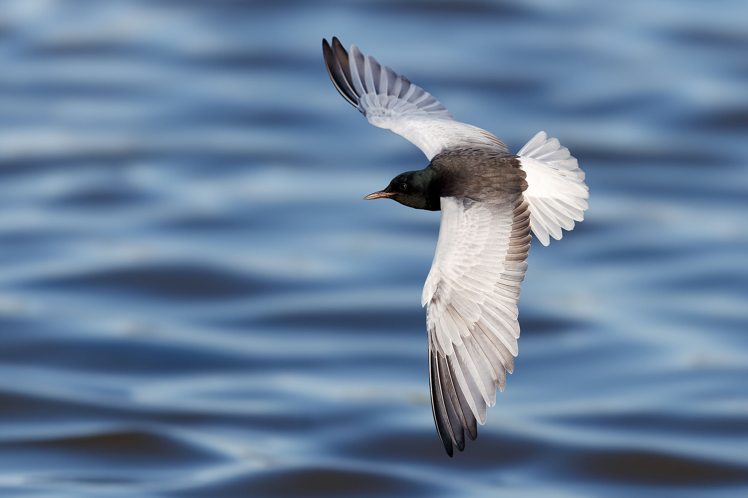 White-winged tern