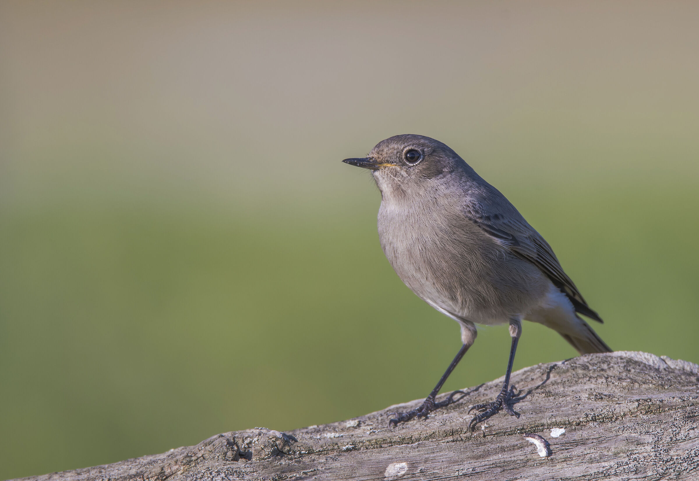Female chimney sweep redstart