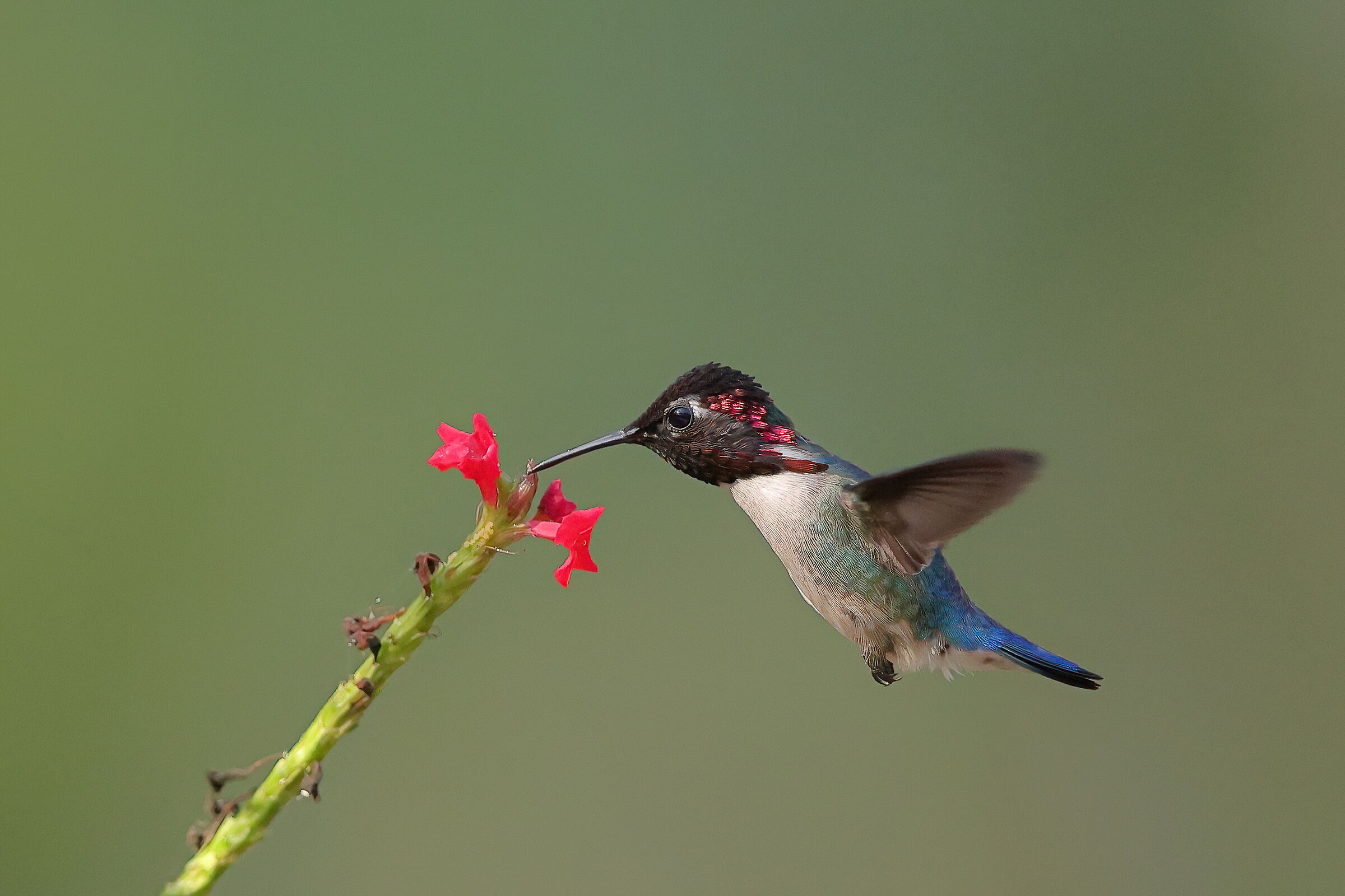 Helen's Hummingbird