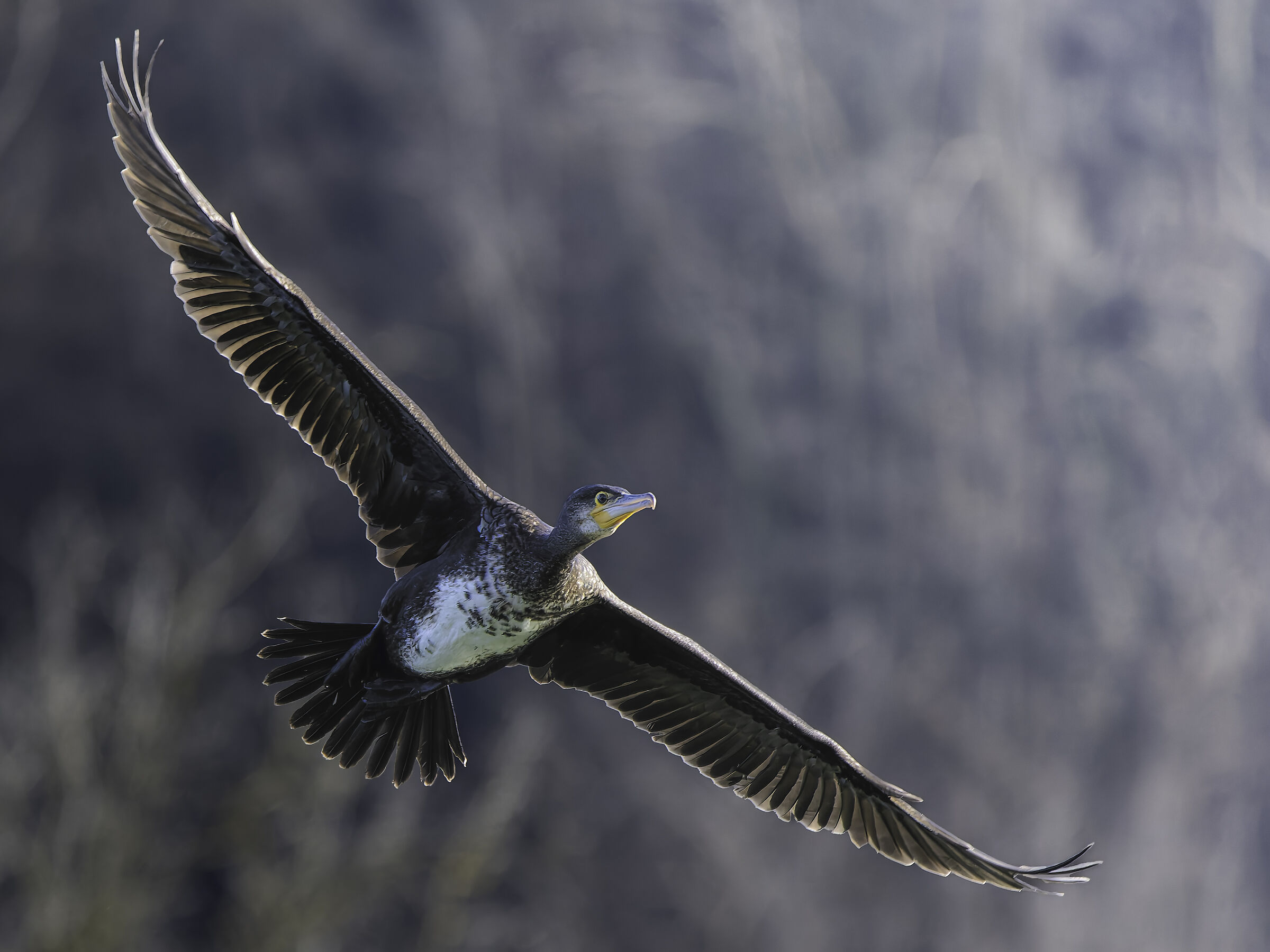 Cormorano in volo