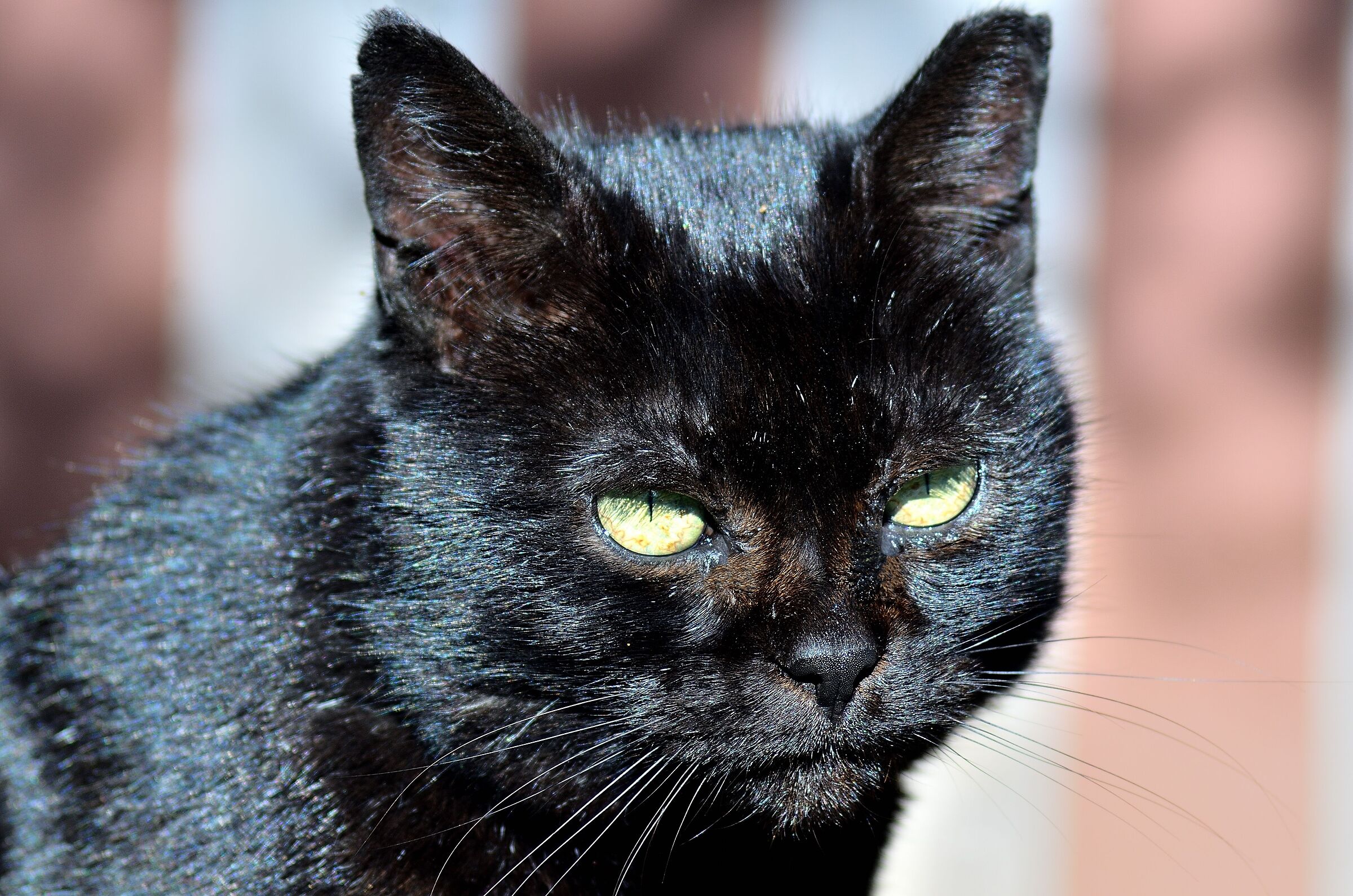 My cat 4