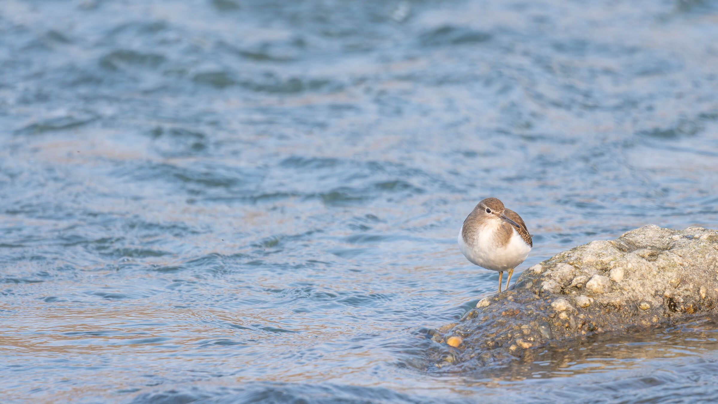 Pyro Small Sandpiper