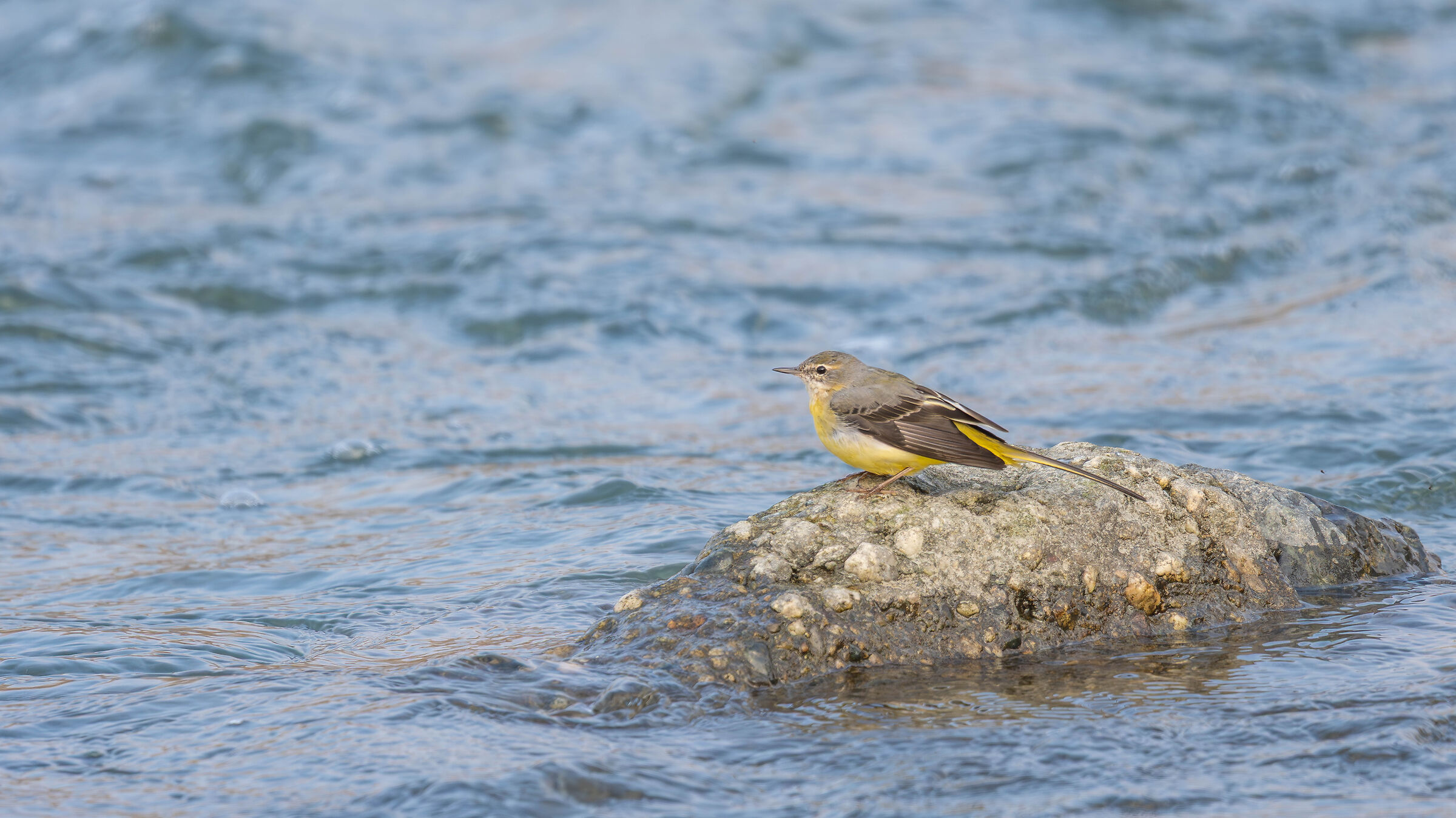 Grey wagtail