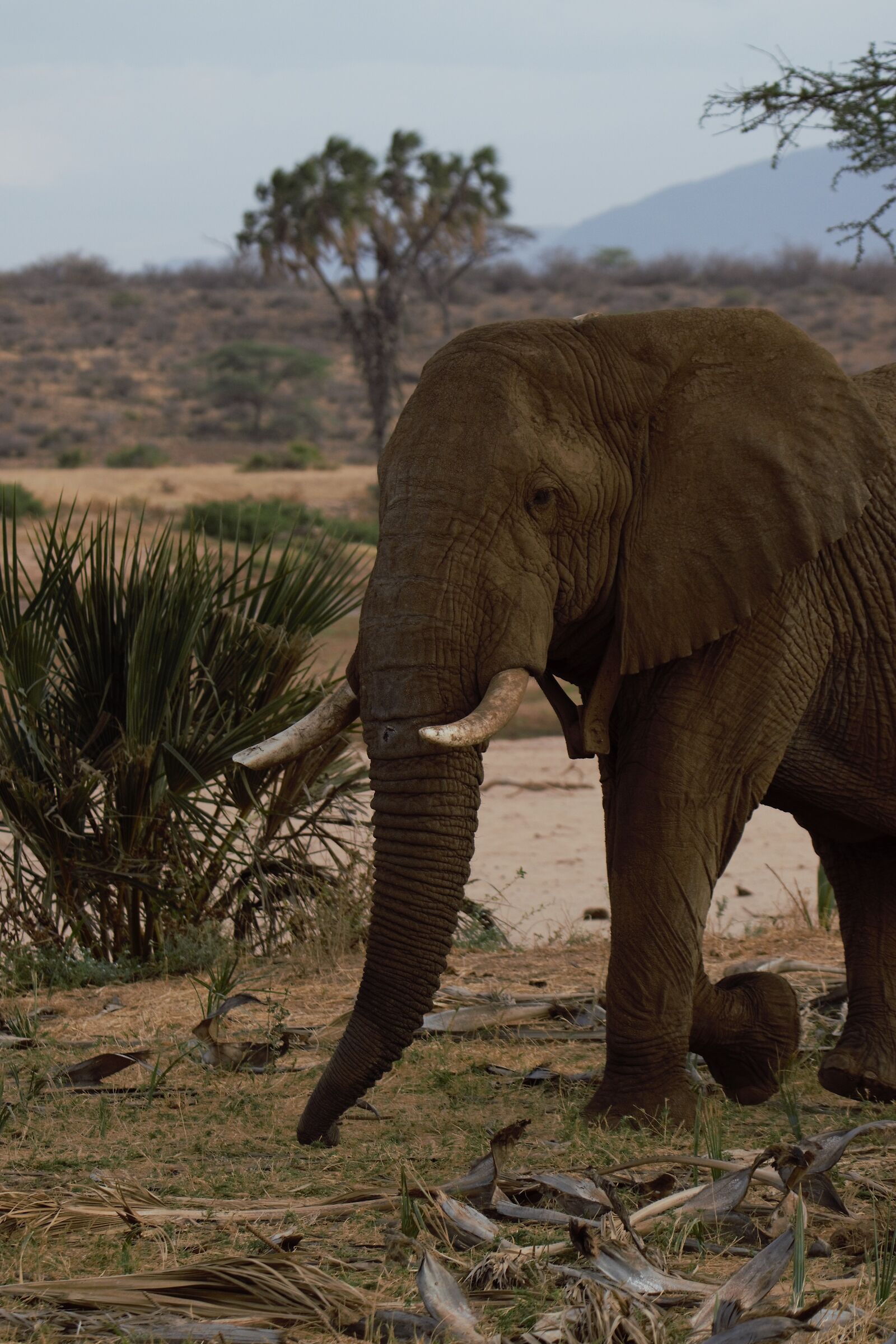 Elefante Samburu