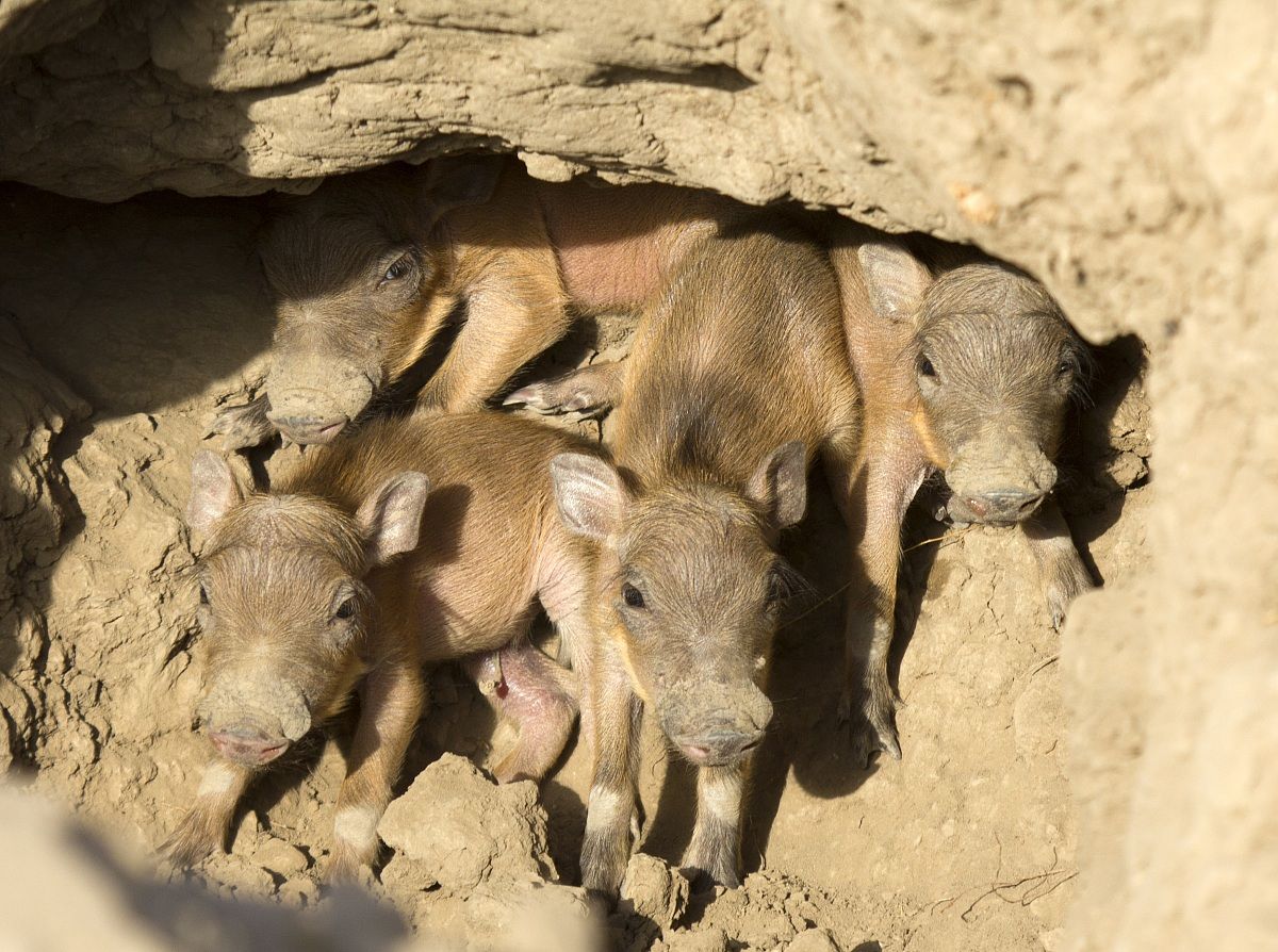 Nidiata di facocerini