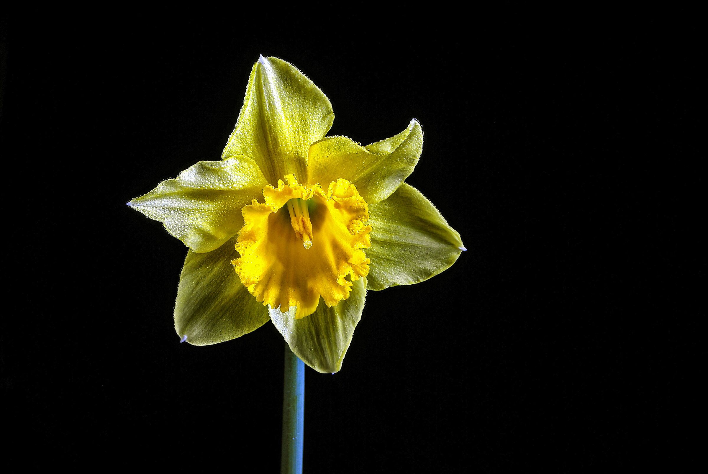 giallo perlato