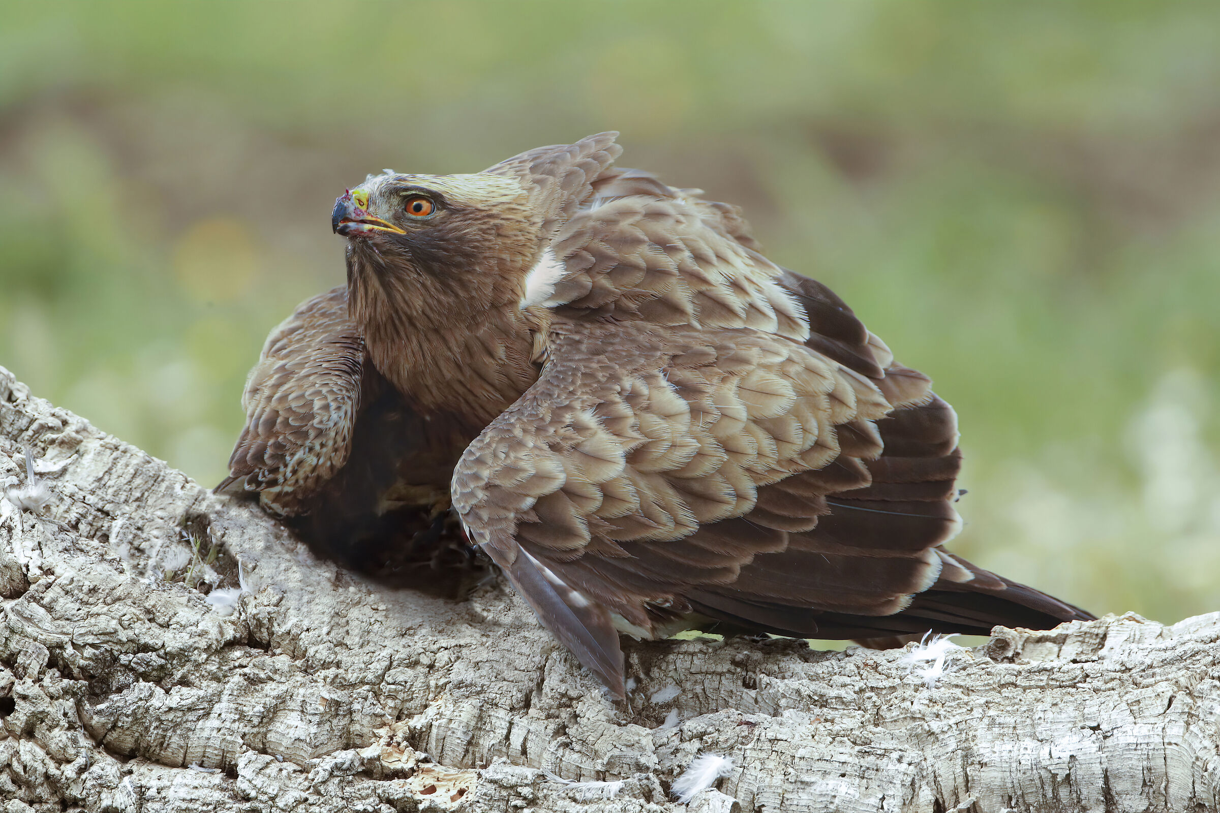 minaccia dall'alto, aquila minore in fase scura