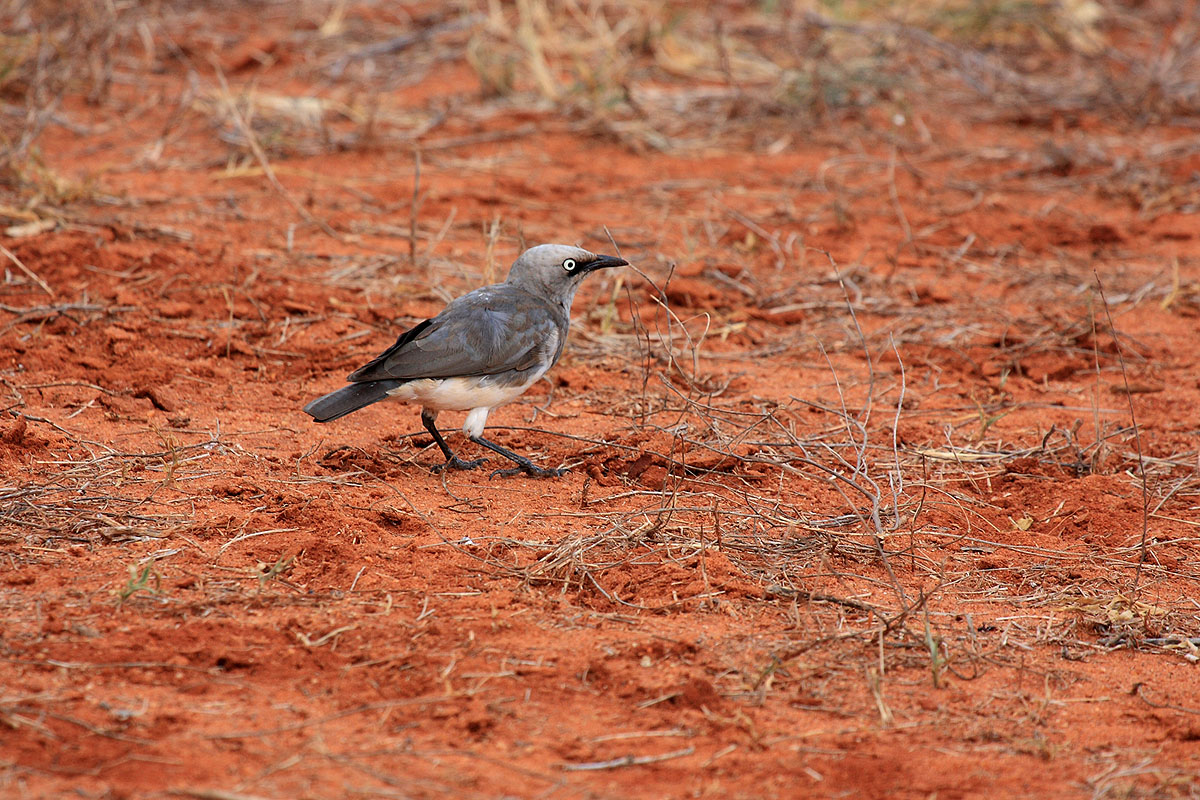 Fischer's Starling