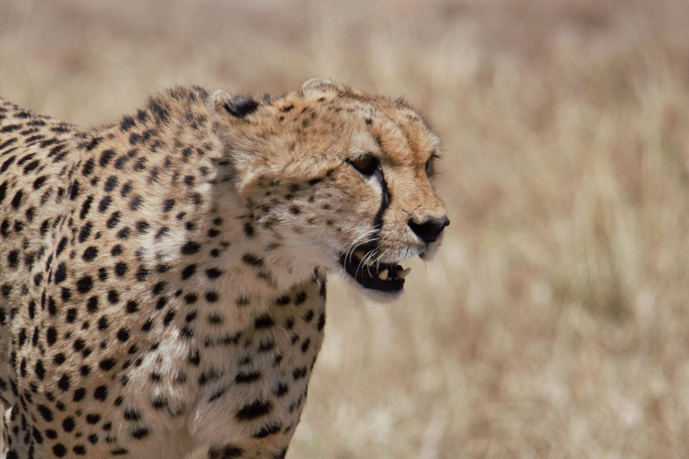 Ghepardo vicino